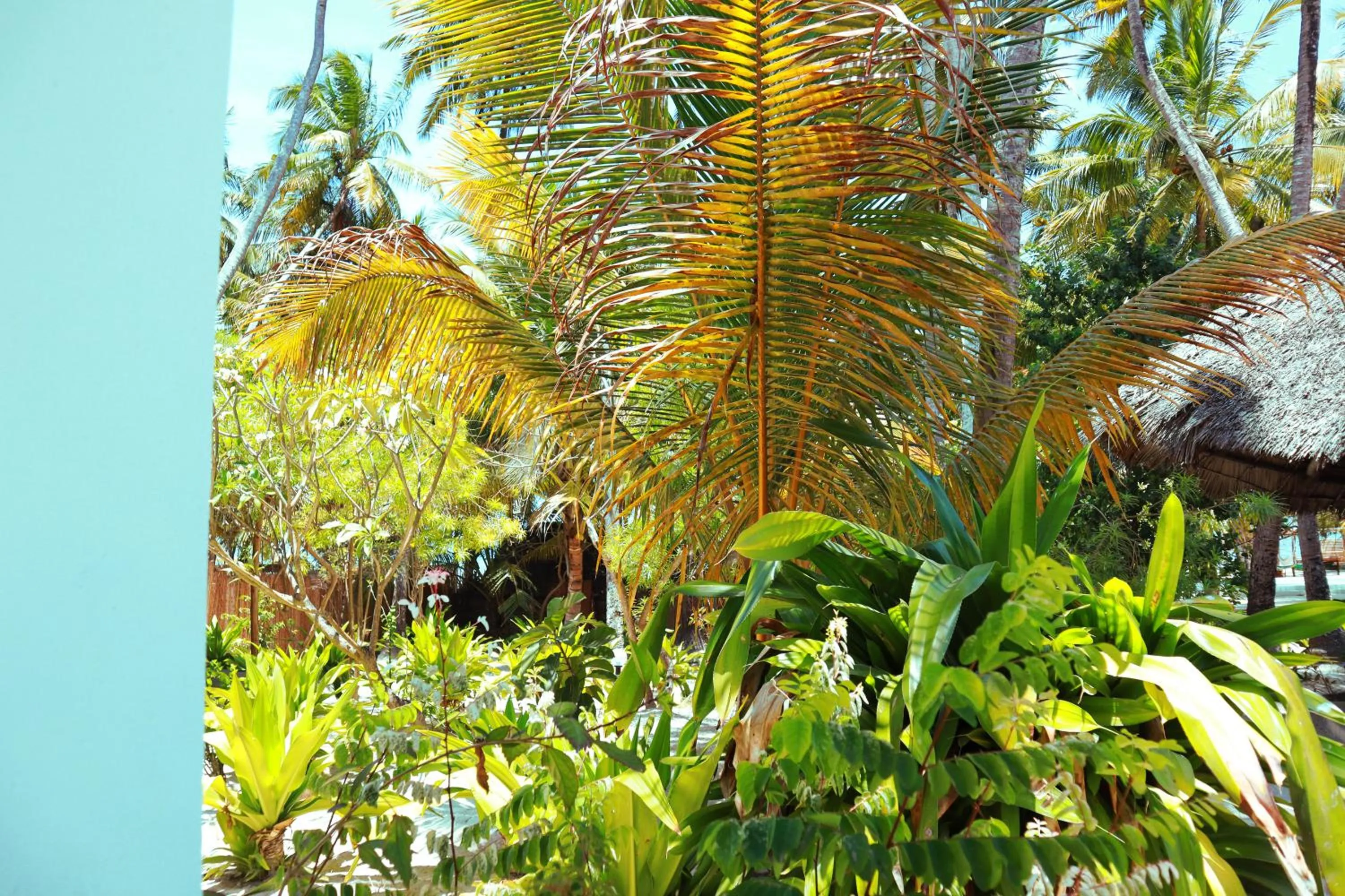 Garden in Zanzibar Gem Beach Bungalows