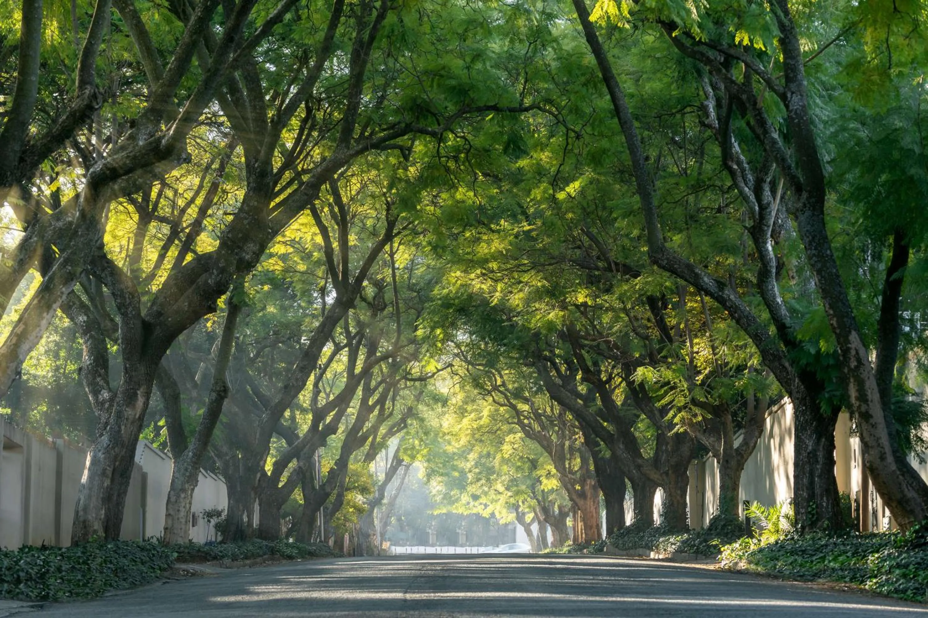 Natural landscape in Radisson RED Hotel Johannesburg Rosebank