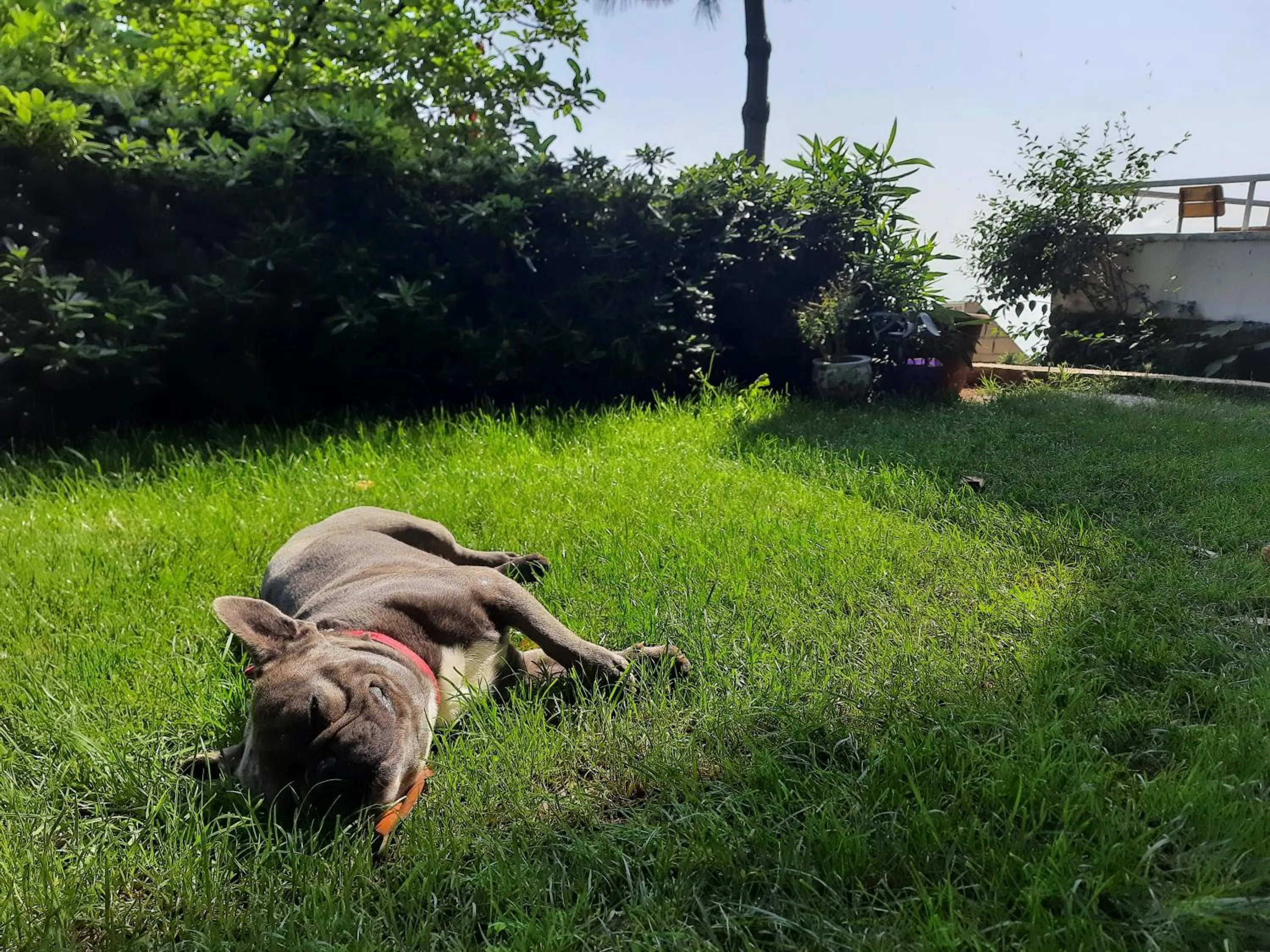 Garden in Manzaraada Tepe