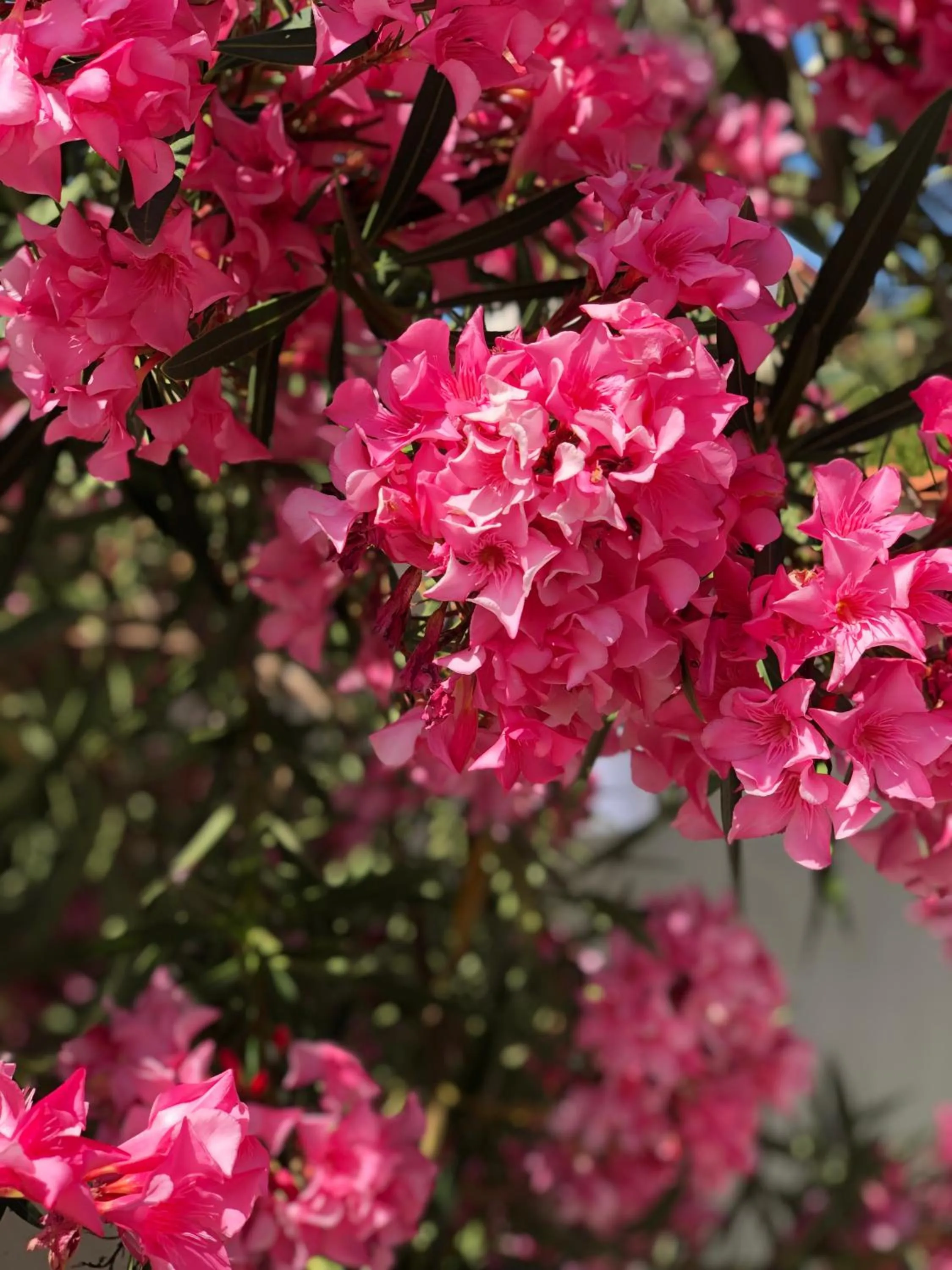 Garden in InVilla Bed&Breakfast - Quality Rooms