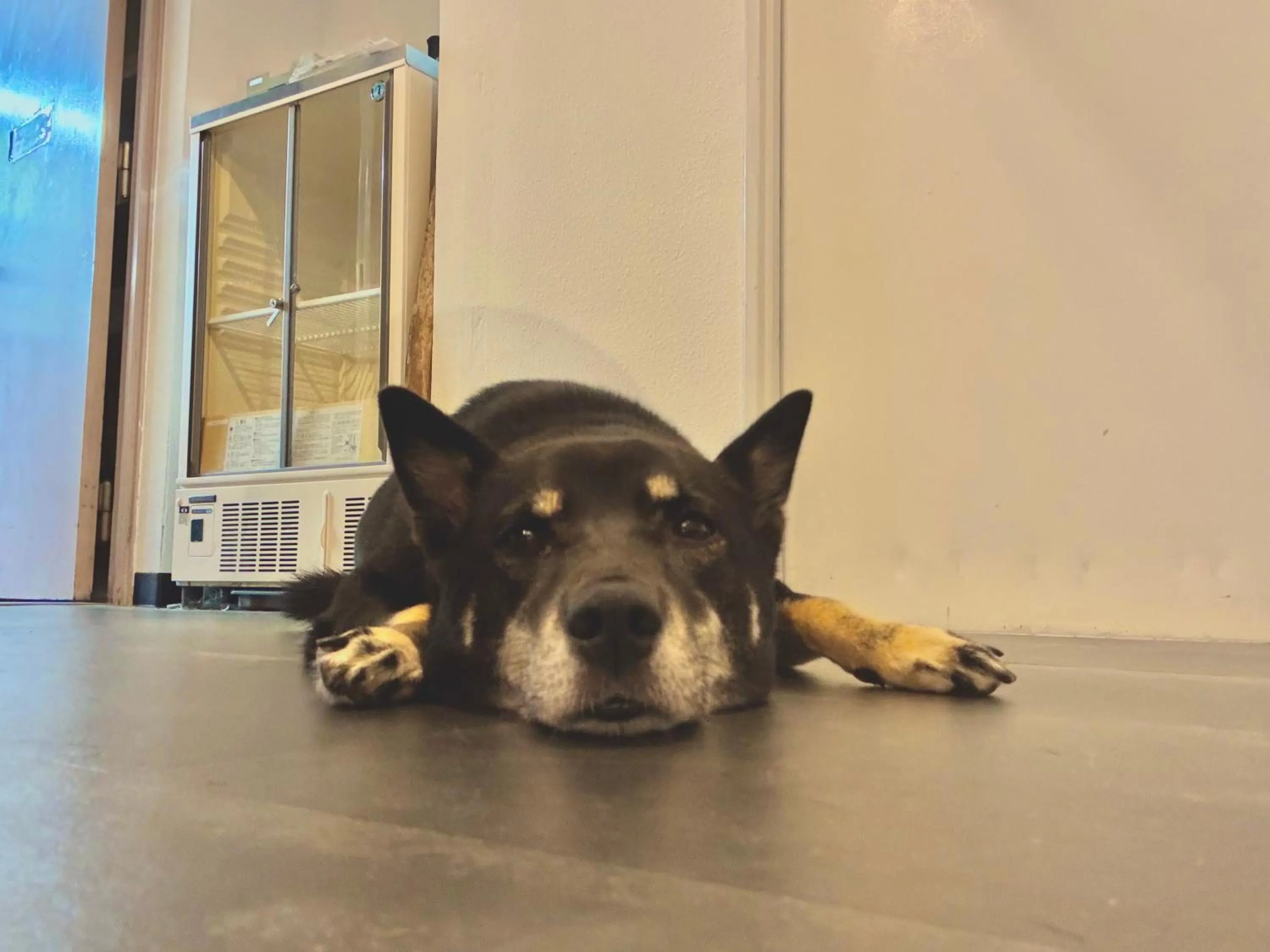 Pets in J-Hoppers Beppu Guesthouse ジェイホッパーズ別府ゲストハウス