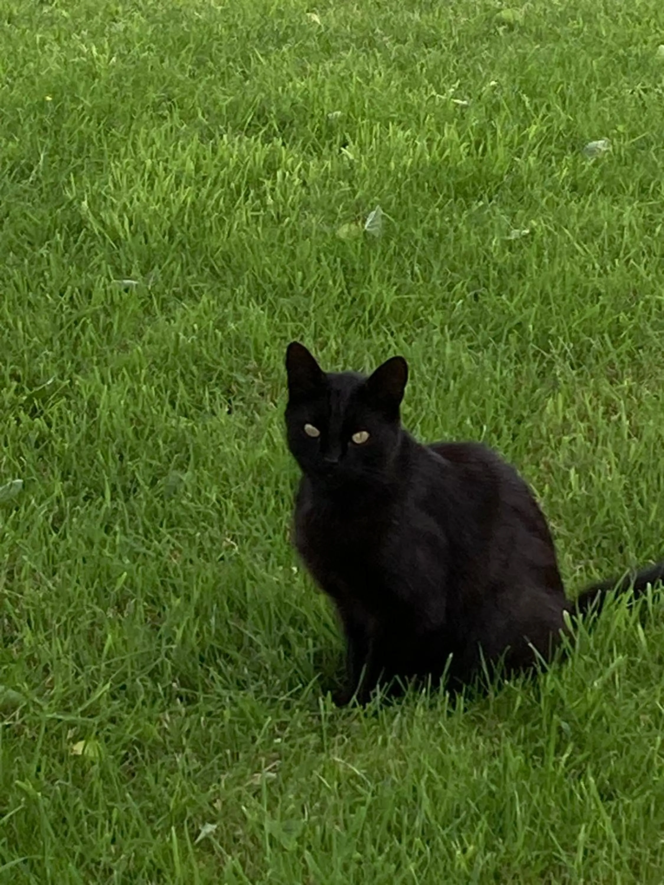 Pets in Art House B & B