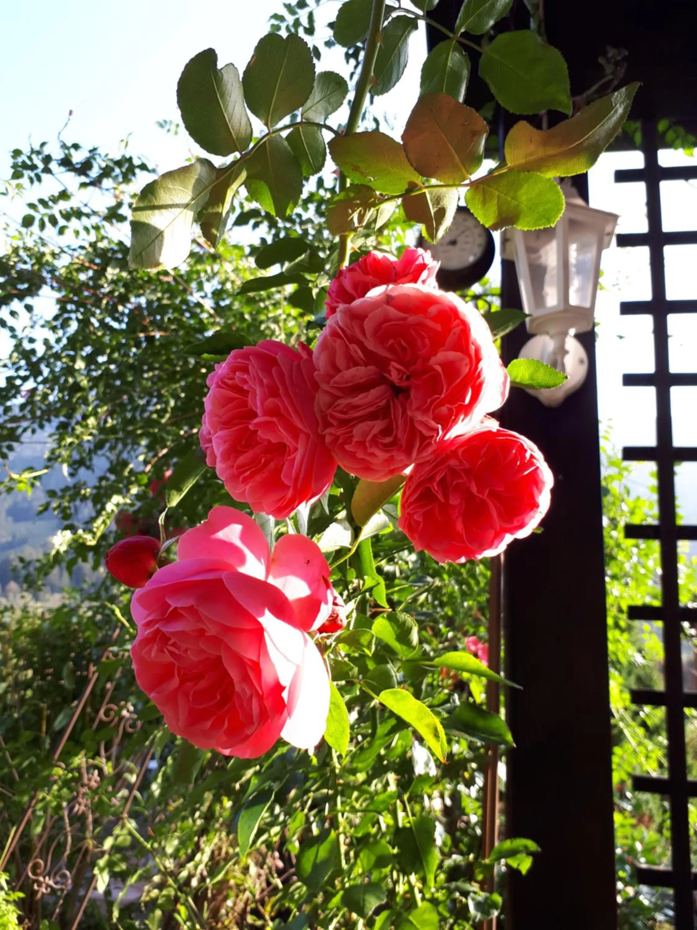 Garden in Hotel Garni Malerwinkl