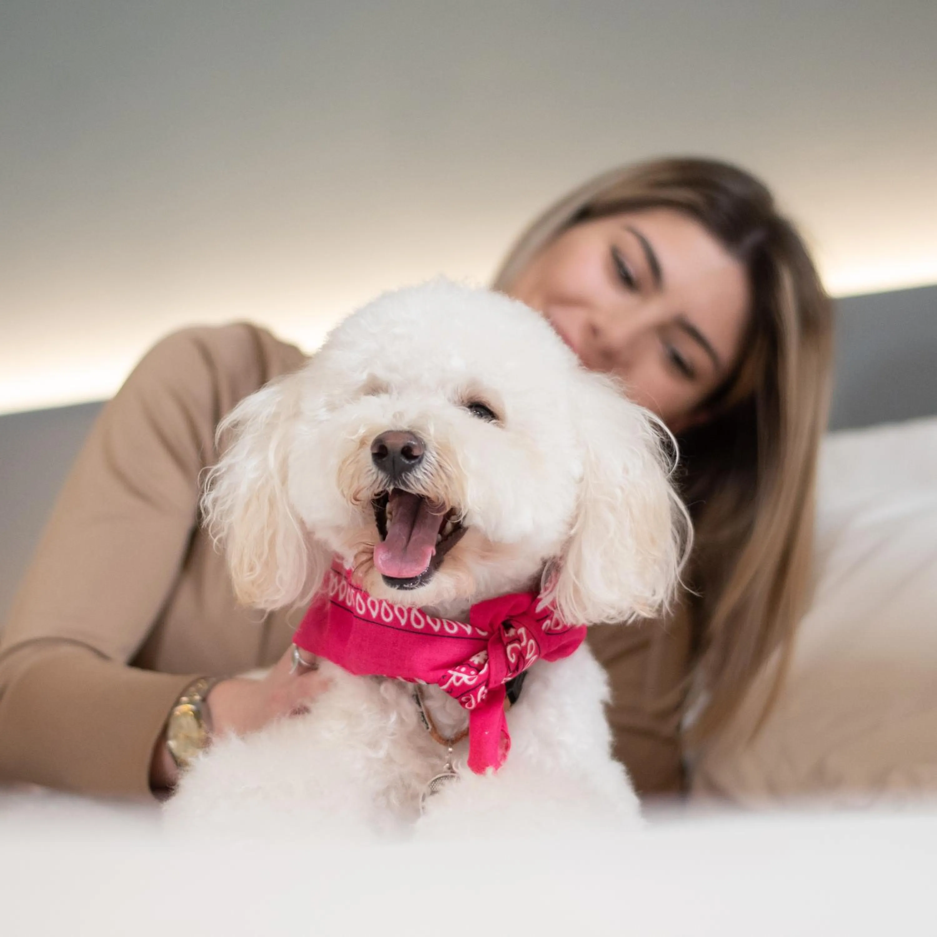 Pets in Arryvo Hotel