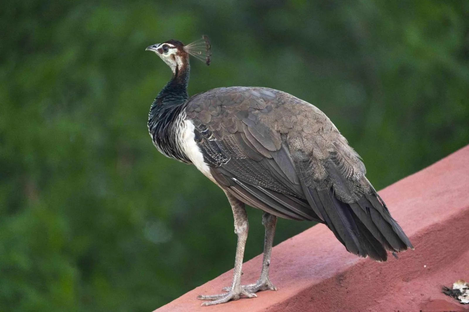 Animals in Gateway Madurai