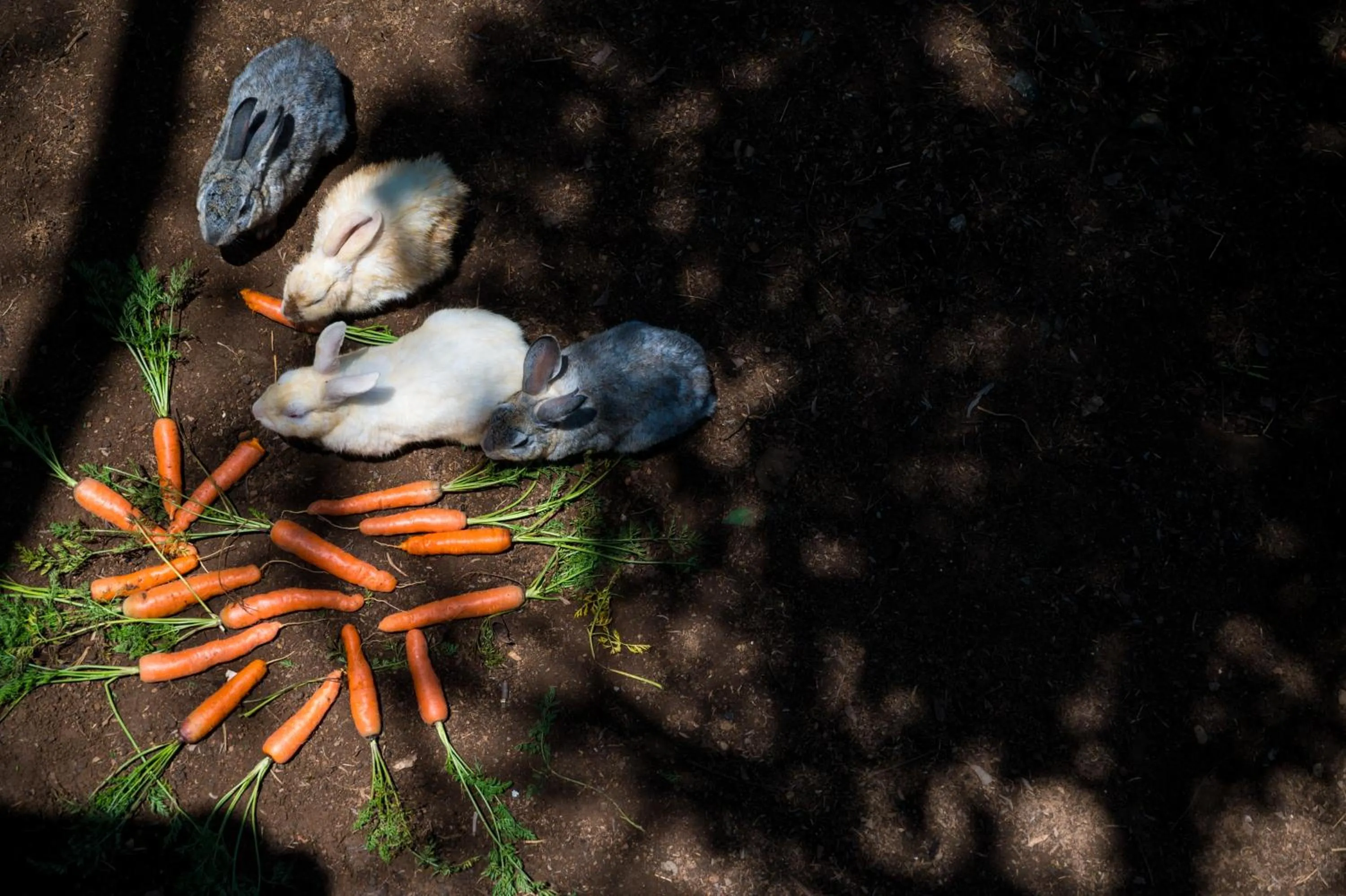 Pets in Savoy - IHCL SeleQtions