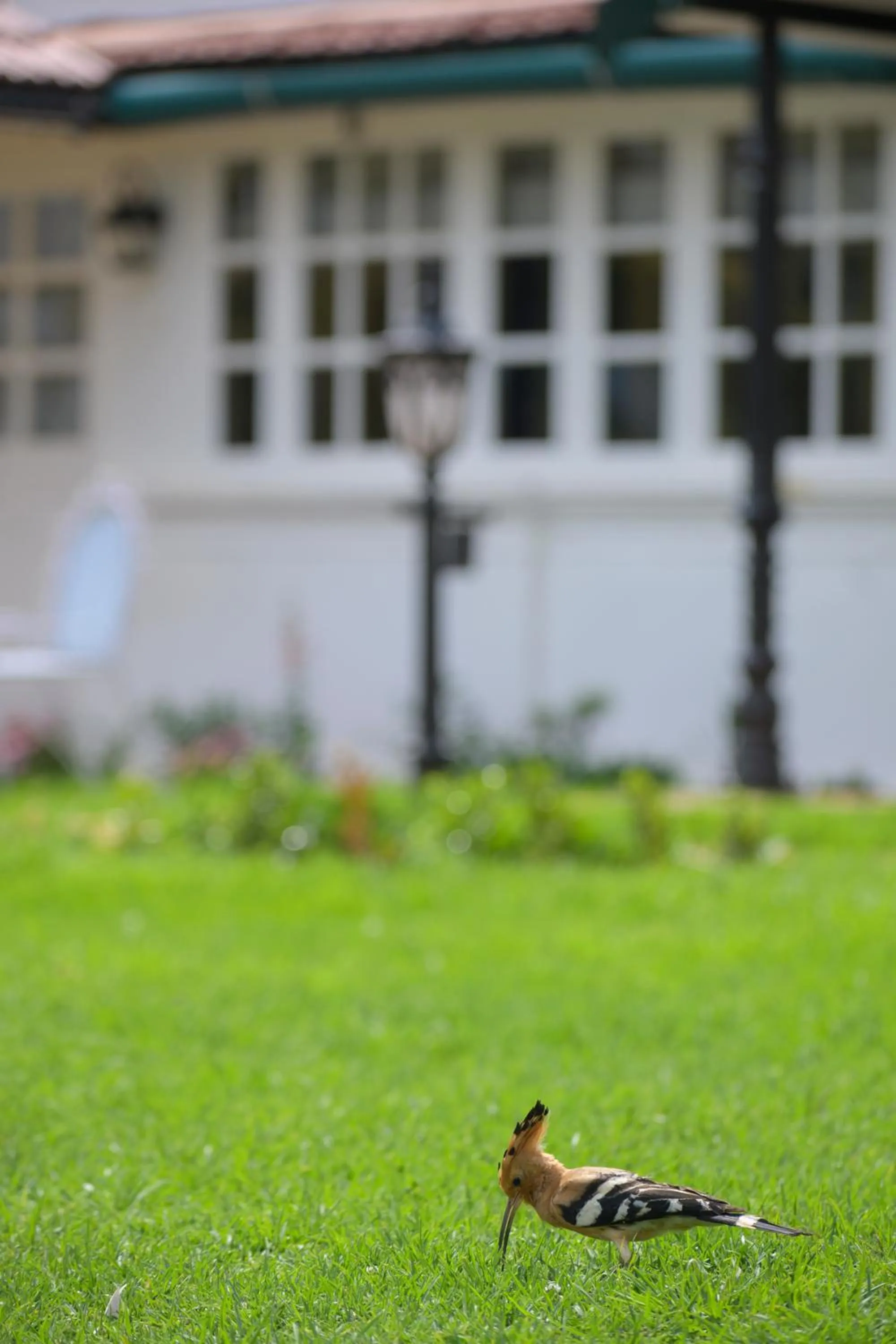 Garden in Savoy - IHCL SeleQtions