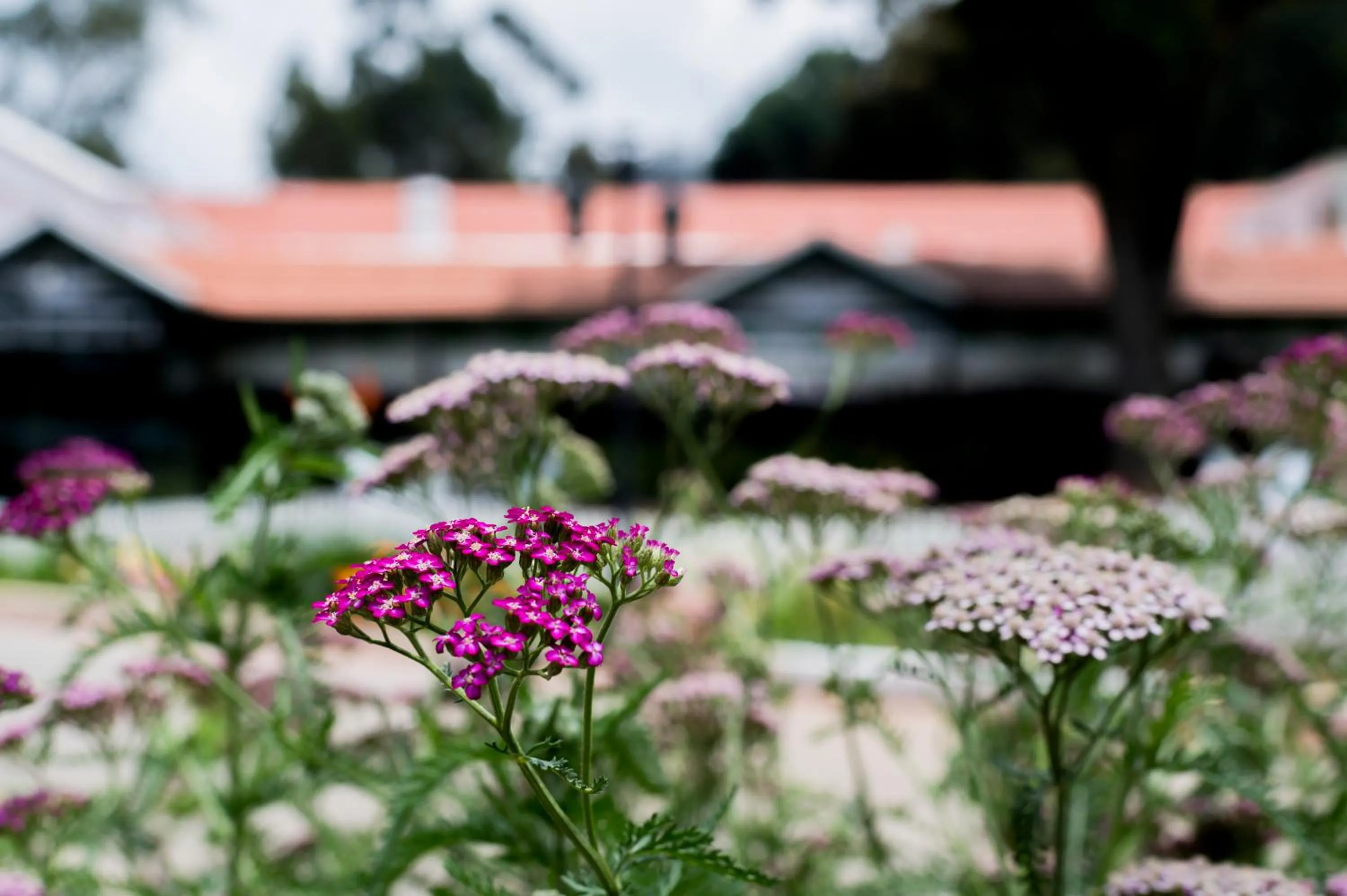 Garden in Savoy - IHCL SeleQtions