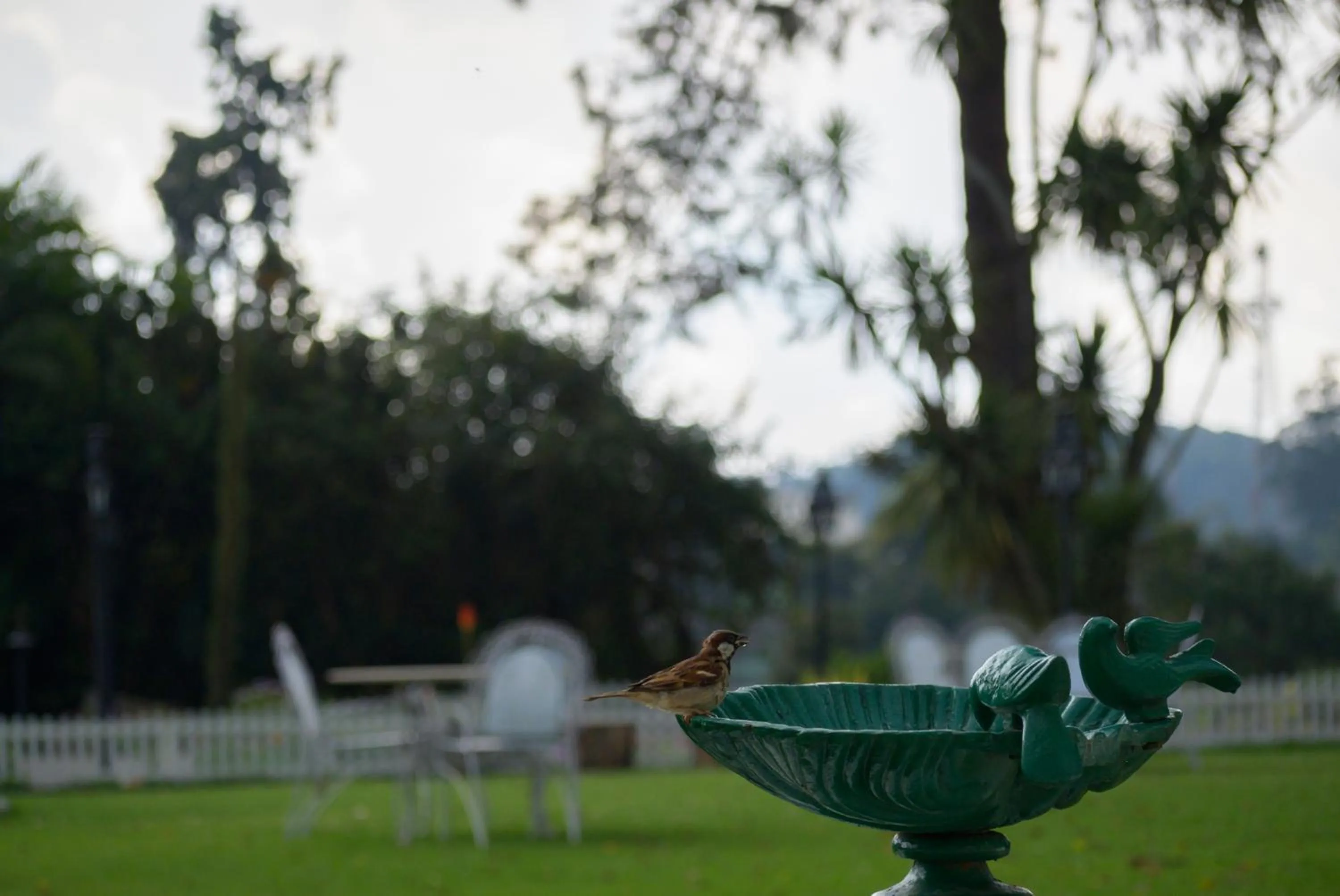 Garden in Savoy - IHCL SeleQtions