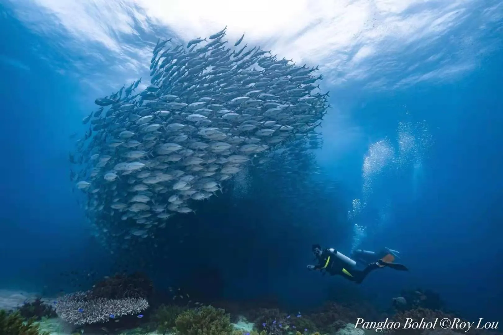 Diving in Ultra Mint Resort