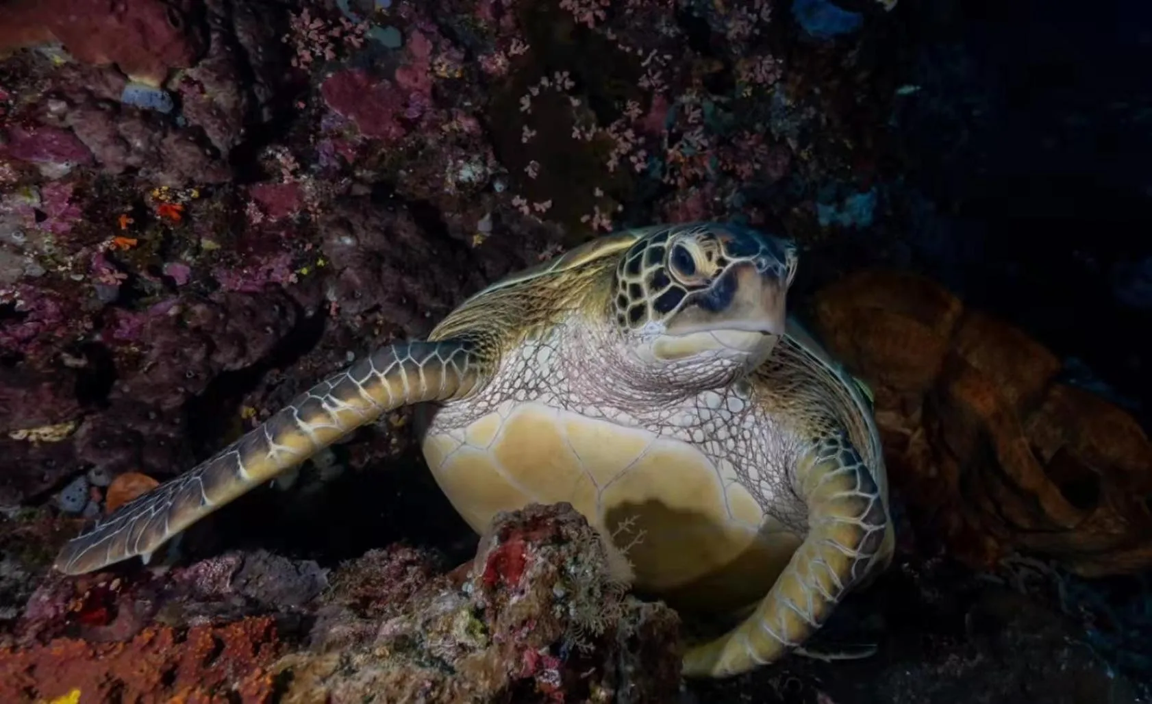 Diving in Ultra Mint Resort