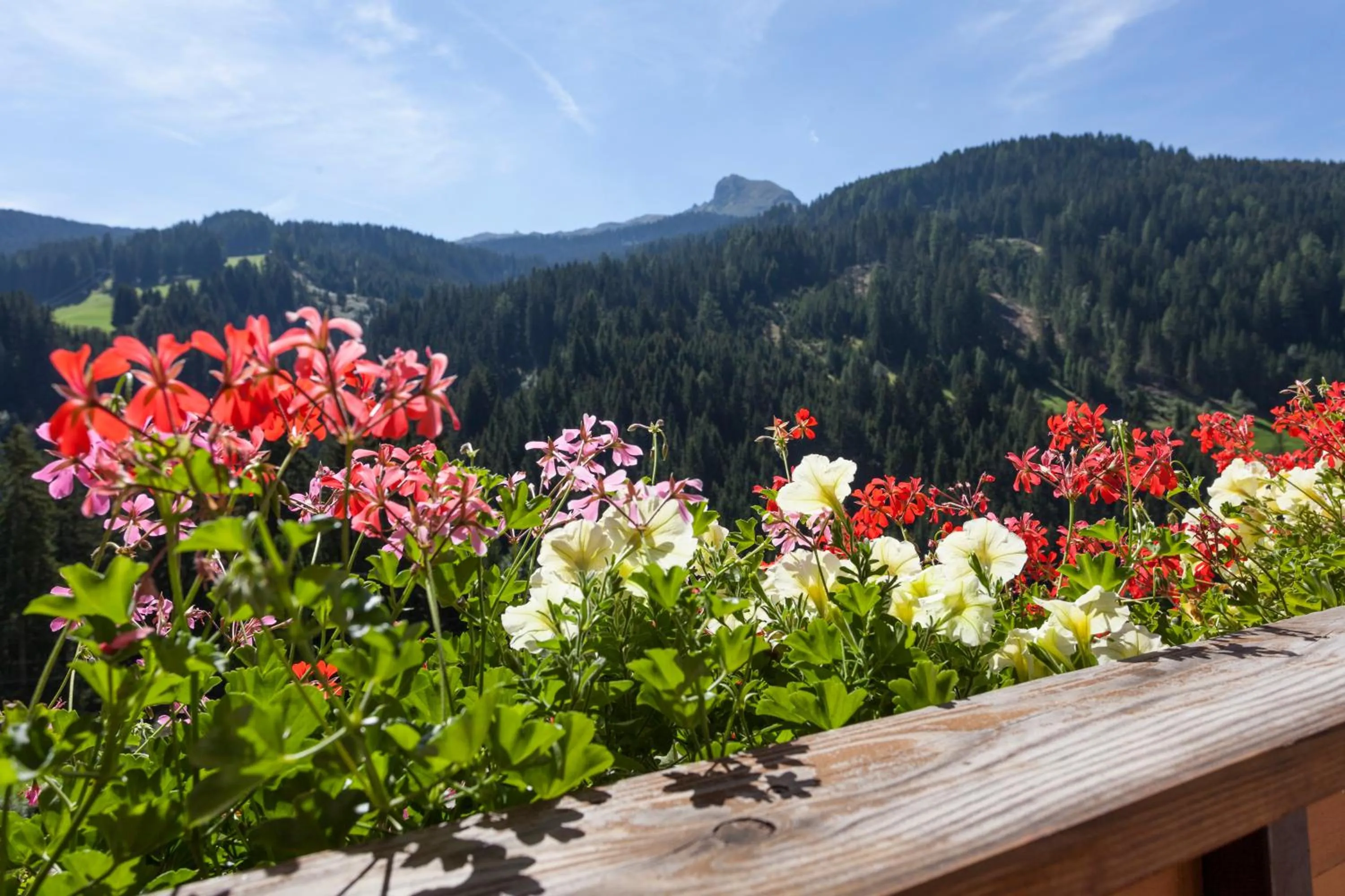 Day in Alpenspitz Appartements - Garni - B&B