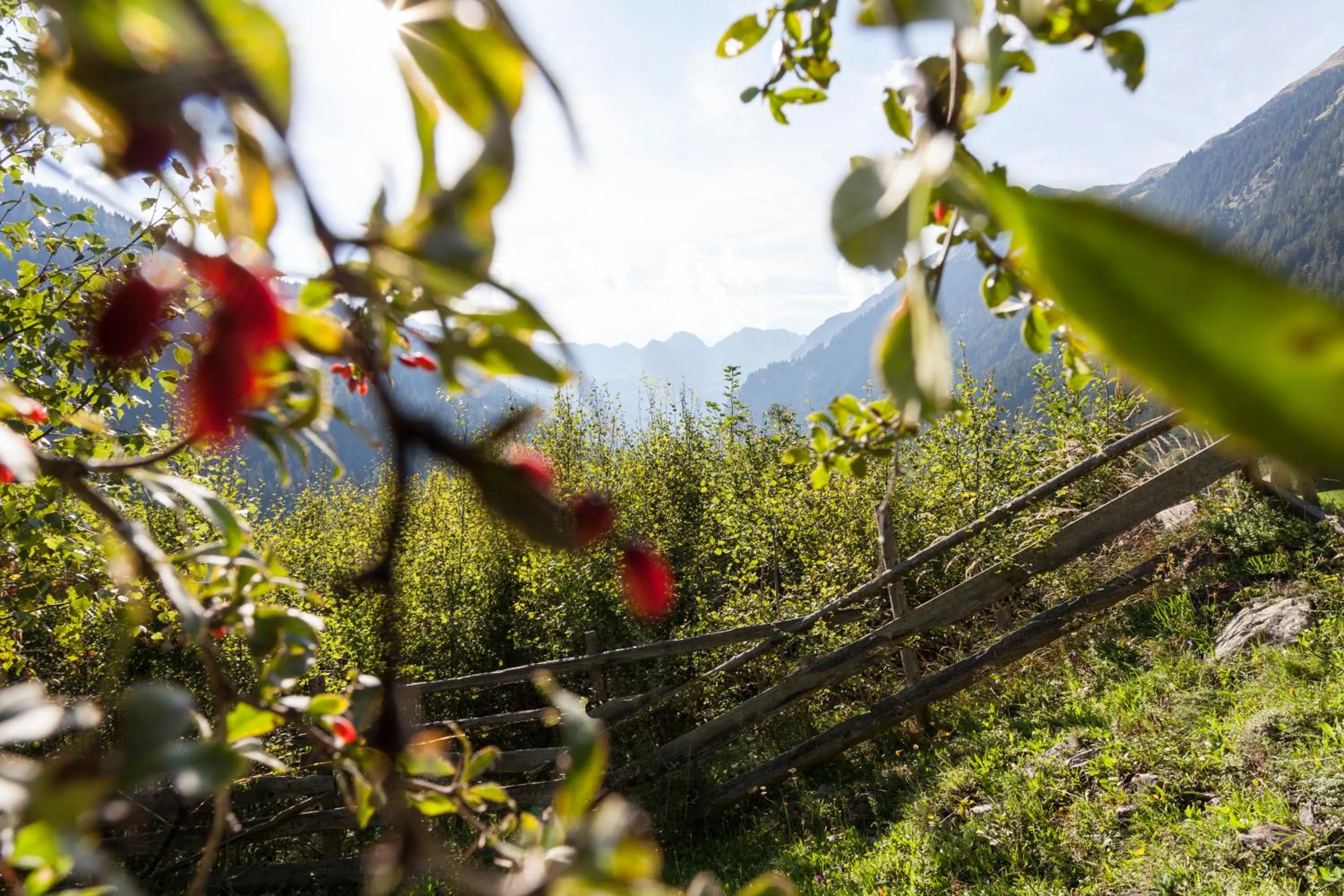 Alpenspitz Appartements - Garni - B&B