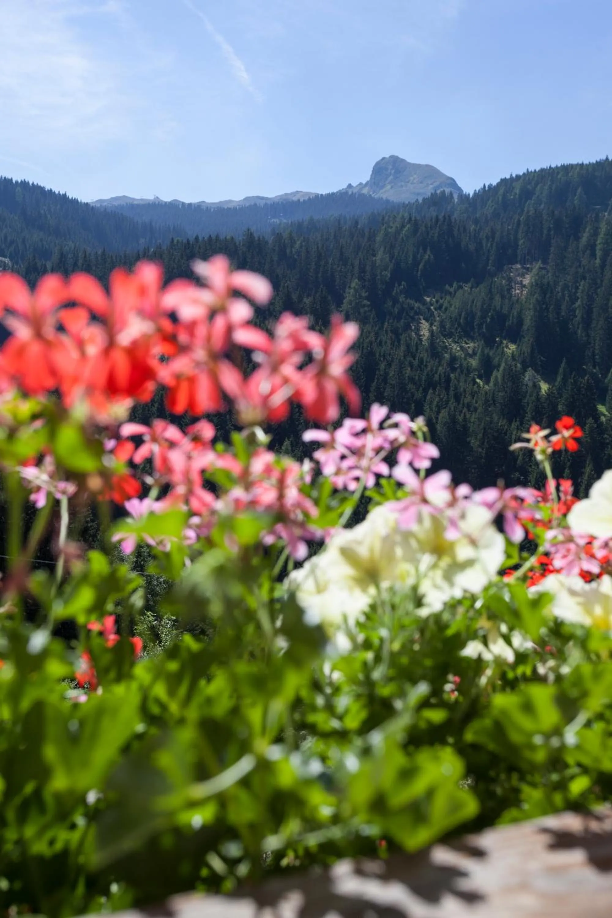 Day in Alpenspitz Appartements - Garni - B&B