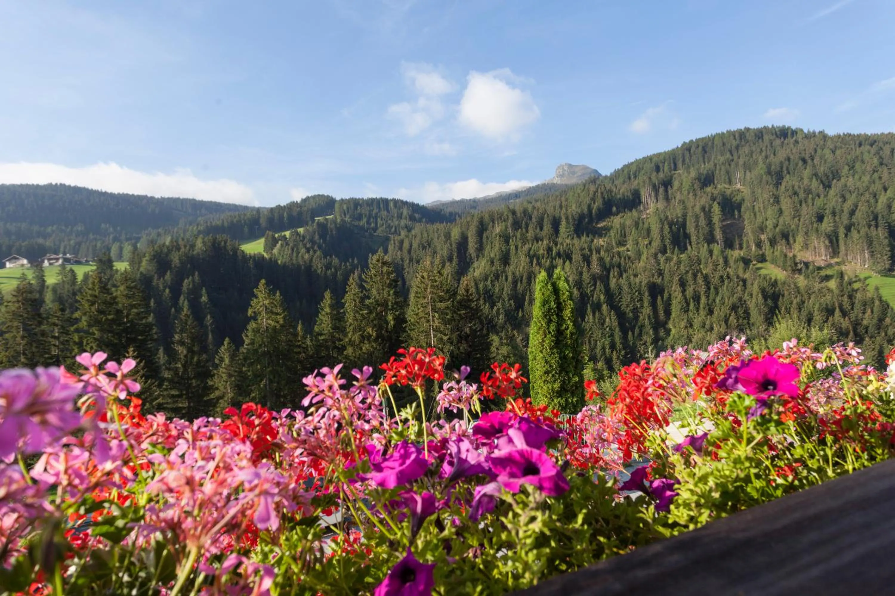 Alpenspitz Appartements - Garni - B&B