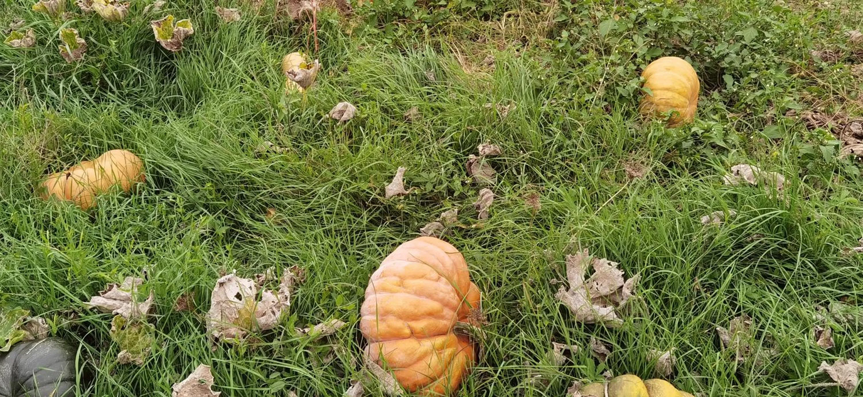 Garden in Les Hauts de Grazac, Chambres et Tables d'hôtes