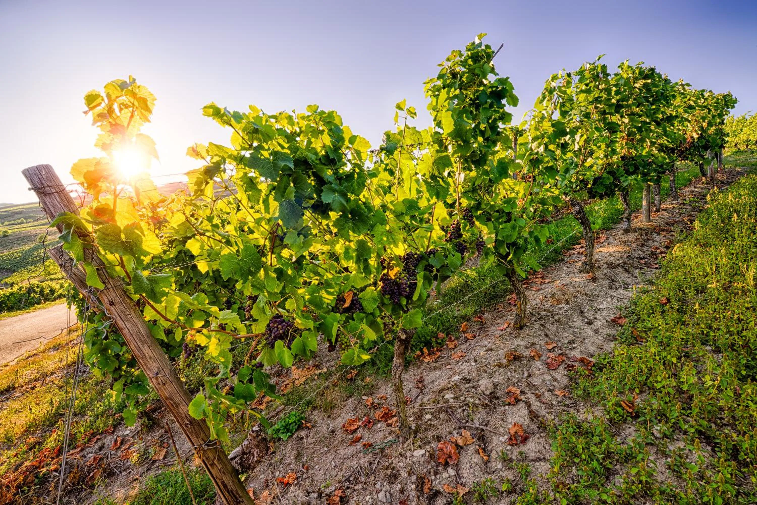 Other in Hotel Weinberg-Schlößchen