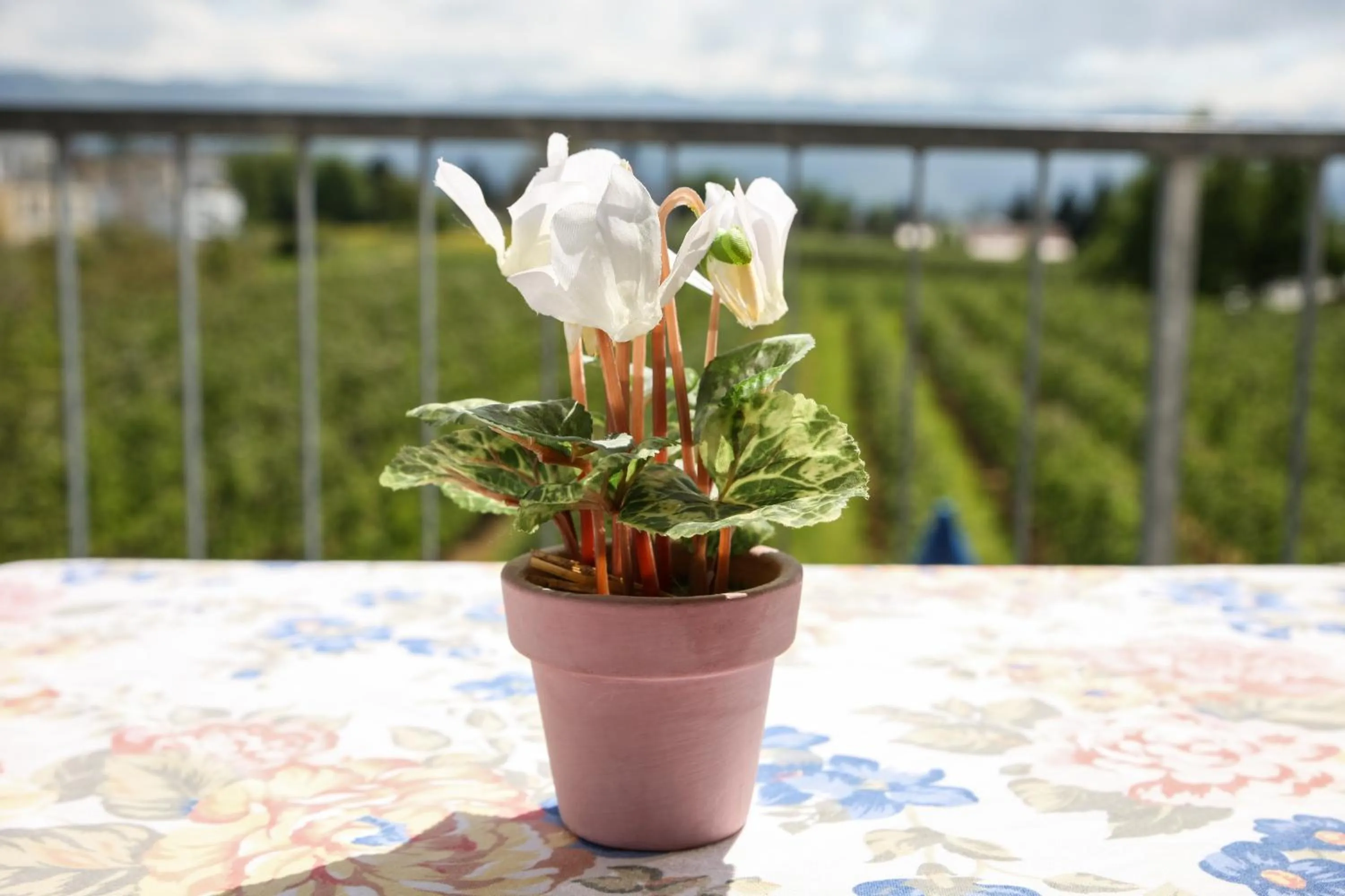 Balcony/Terrace in Hotel Reutiner Hof