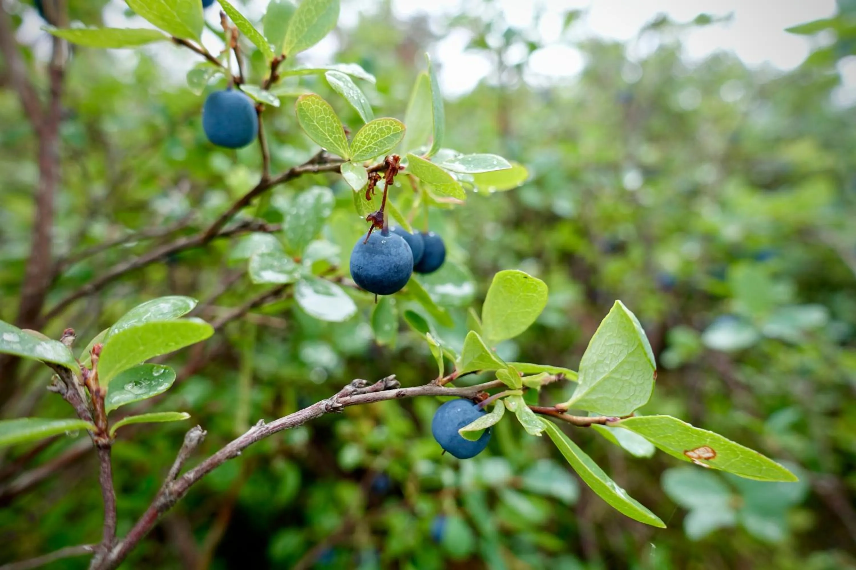 Breakfast in Nordic Refuge B&B