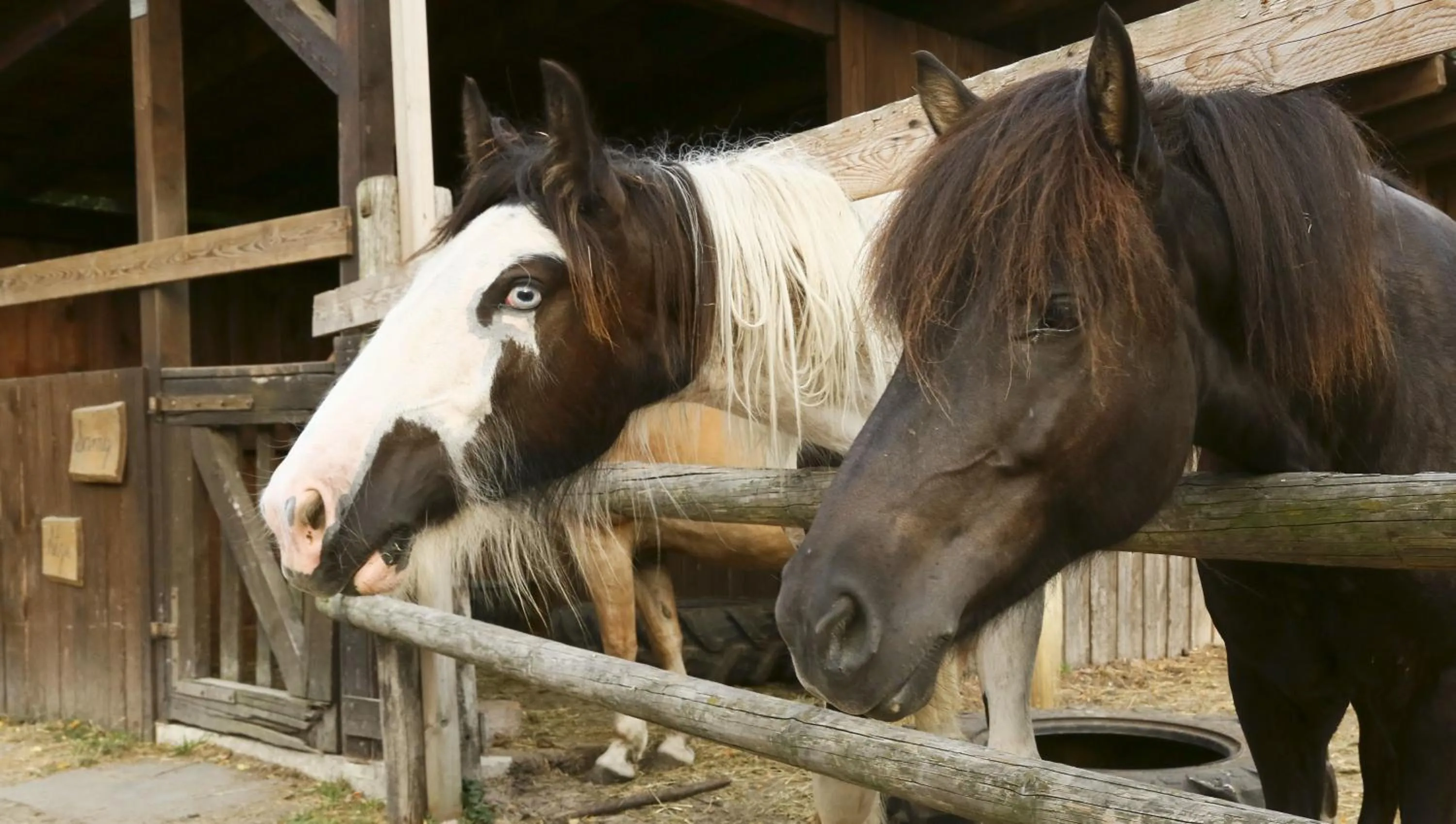 Animals in Waldhotel Bächlein
