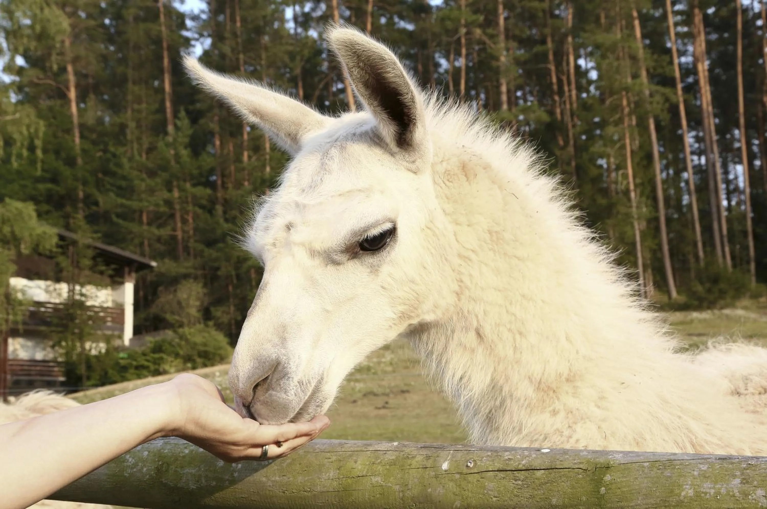 Animals in Waldhotel Bächlein