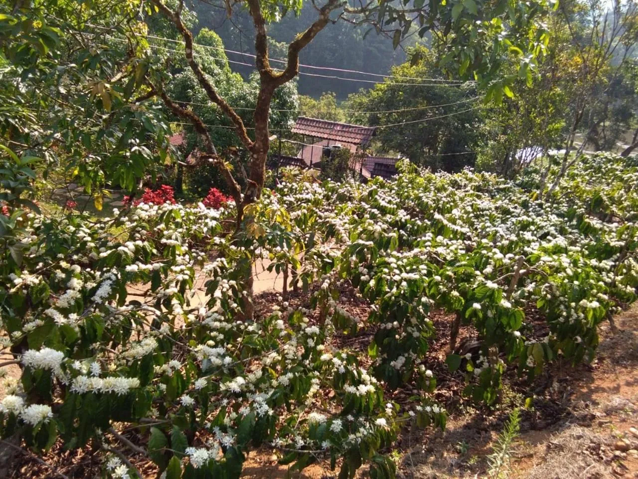 Natural landscape in Three Hills Resort Coorg