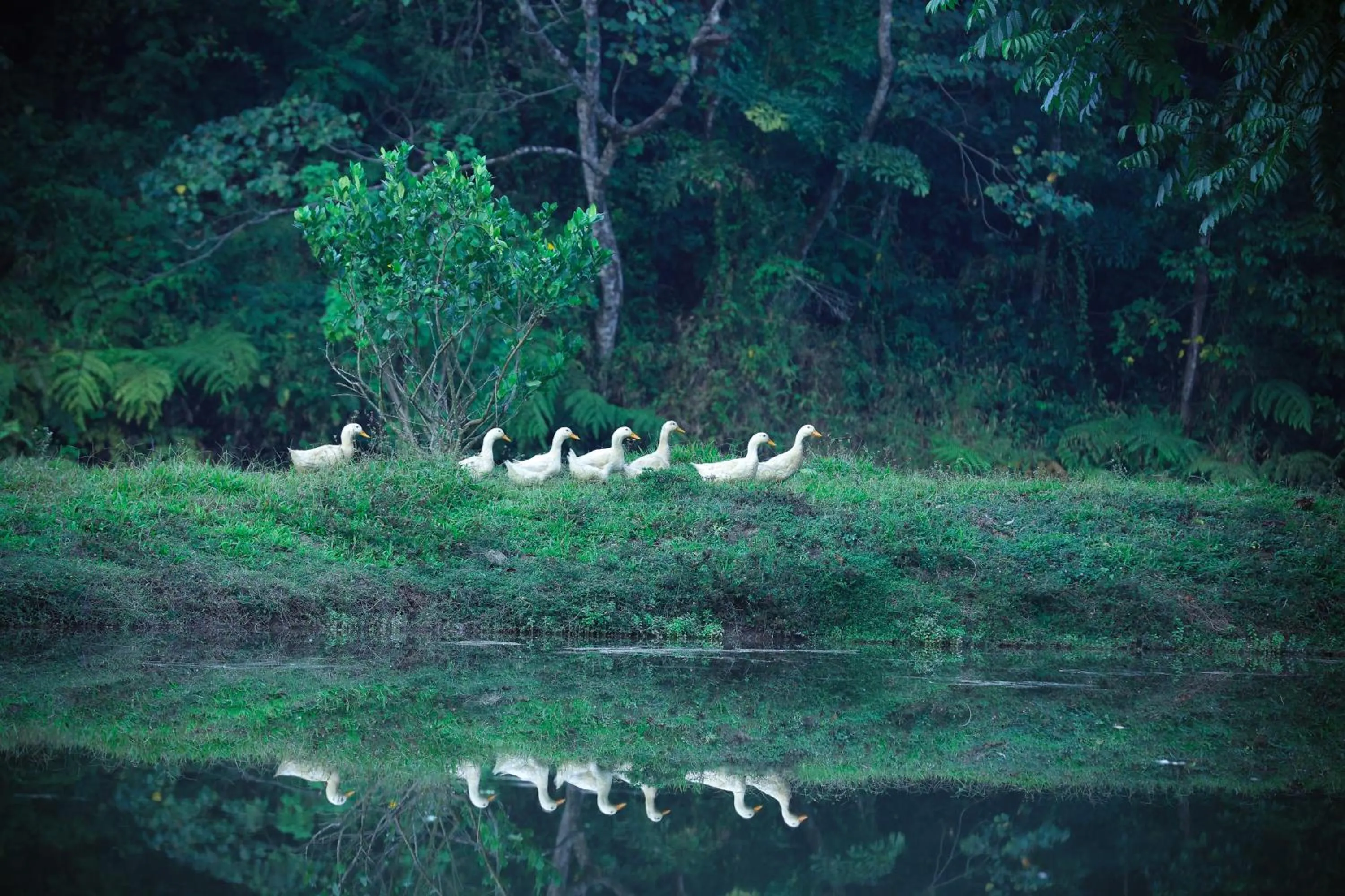 Natural landscape in Three Hills Resort Coorg