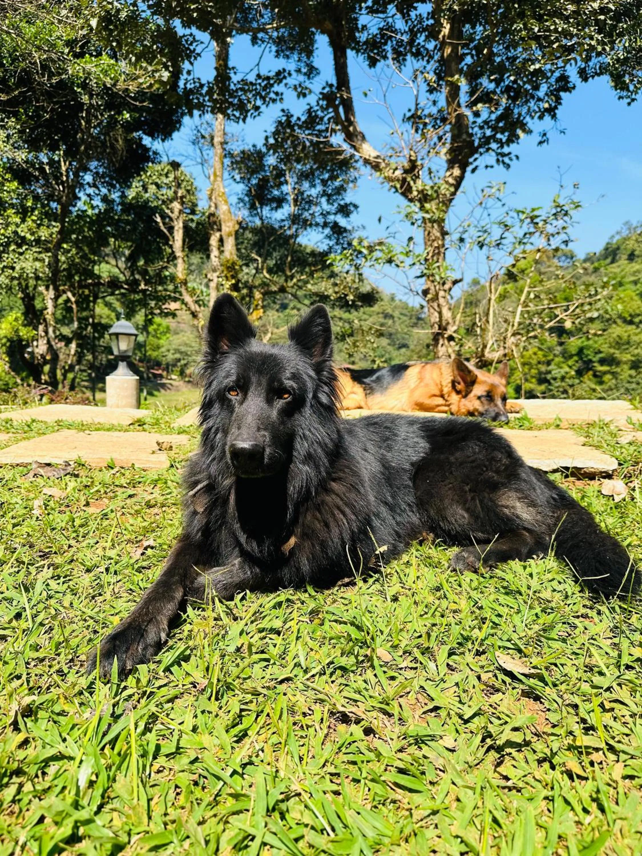 Pets in Three Hills Resort Coorg