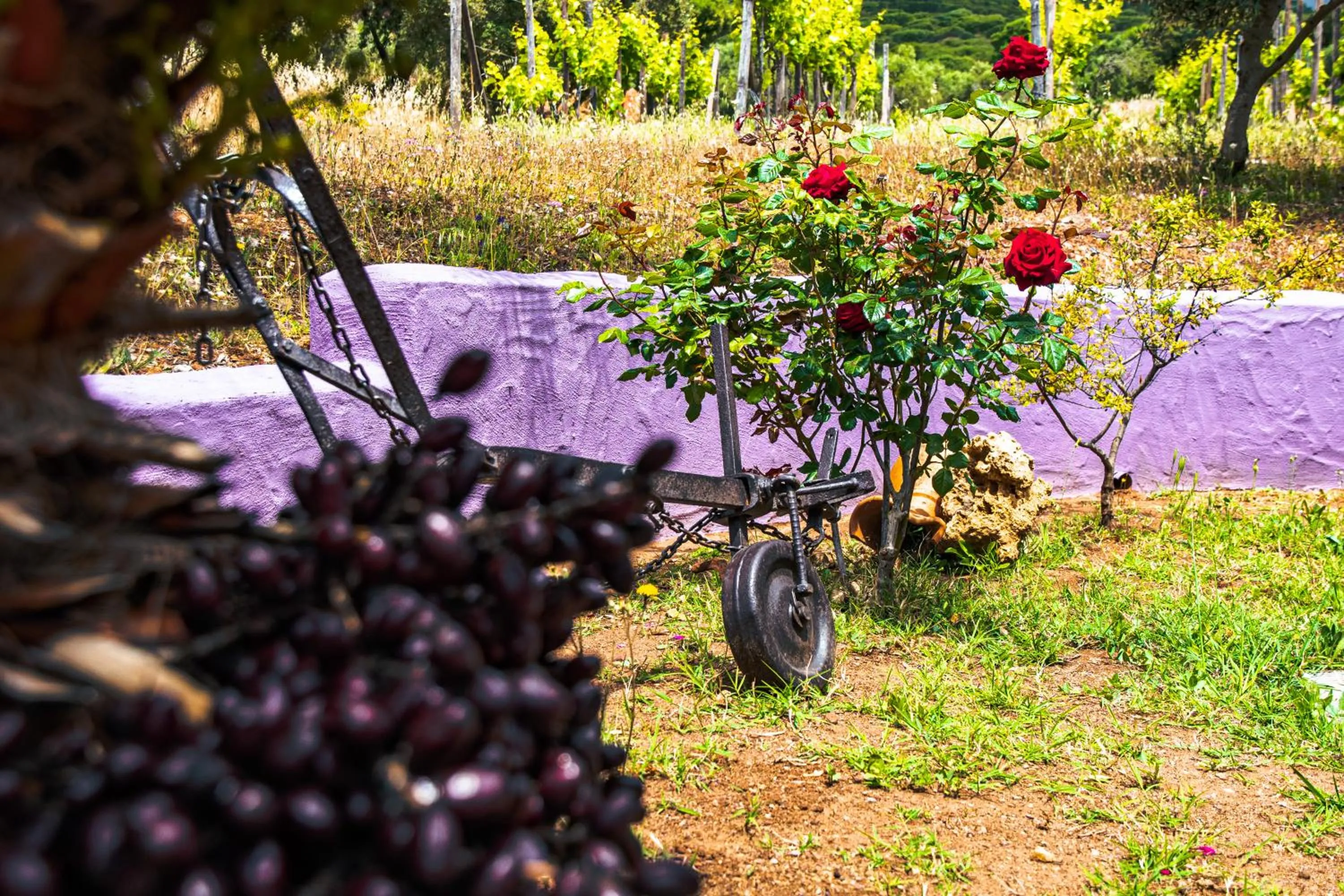 Garden in Funtana'e Mari