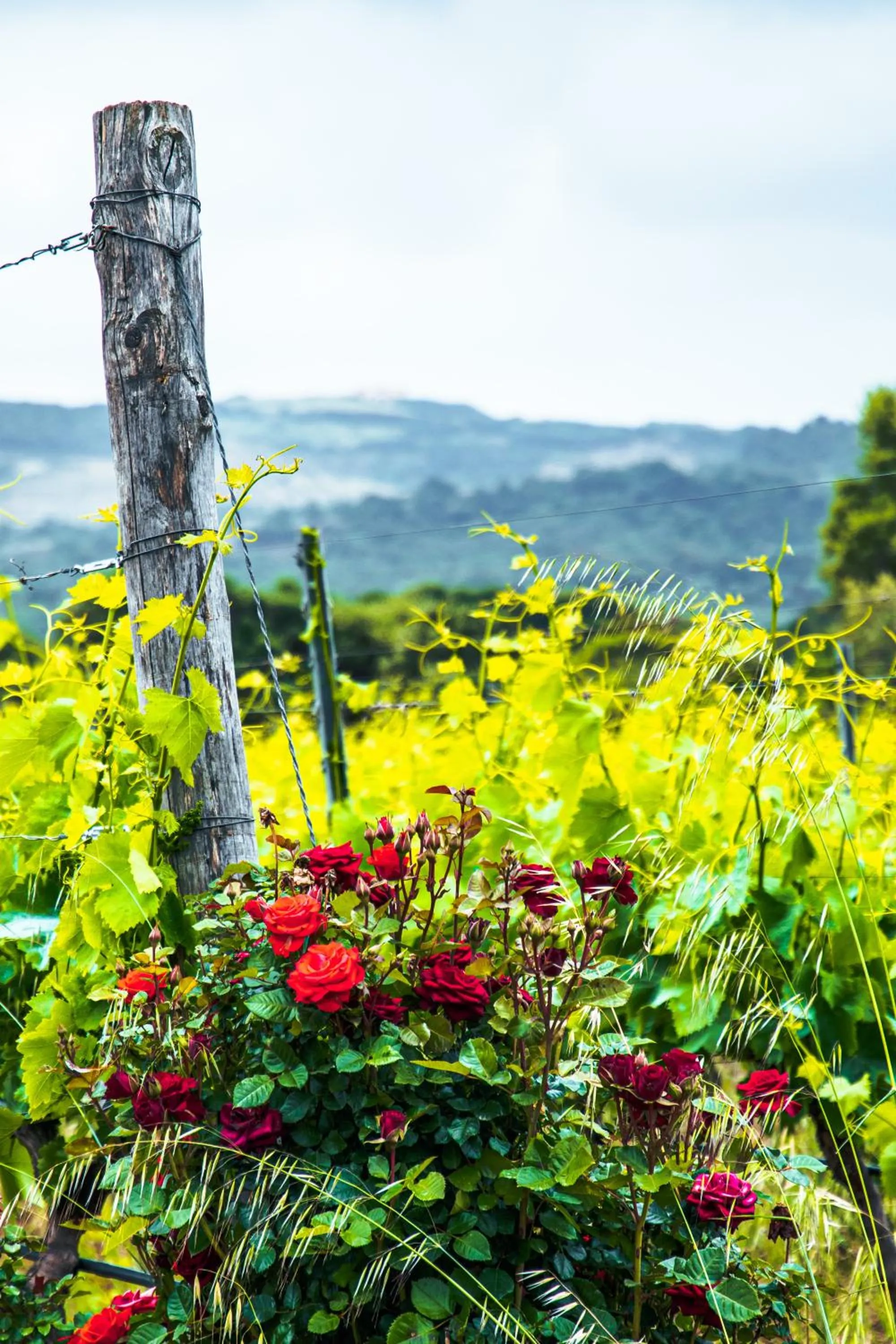 Garden in Funtana'e Mari