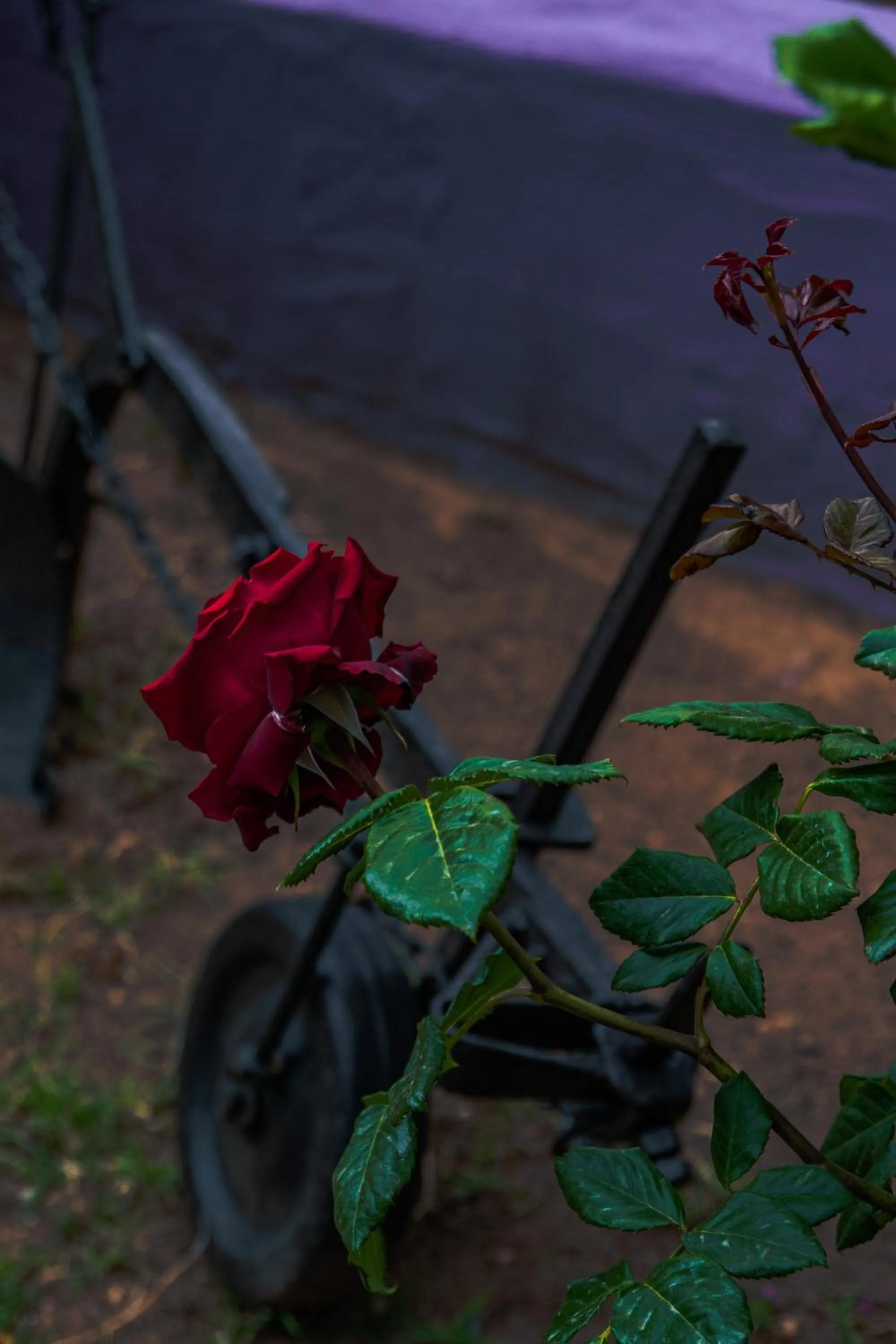 Garden in Funtana'e Mari