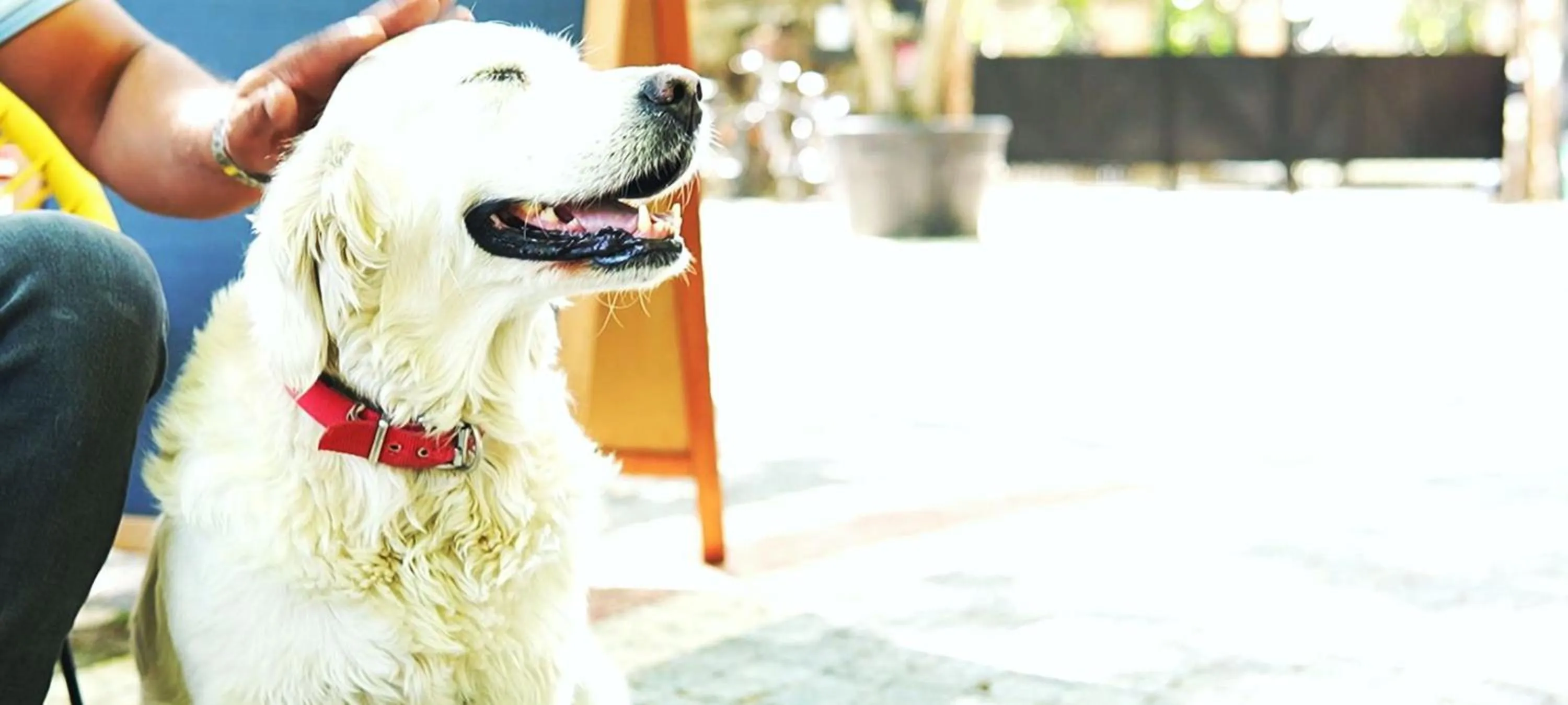 Pets in Manastırhan Otel Kazdağları