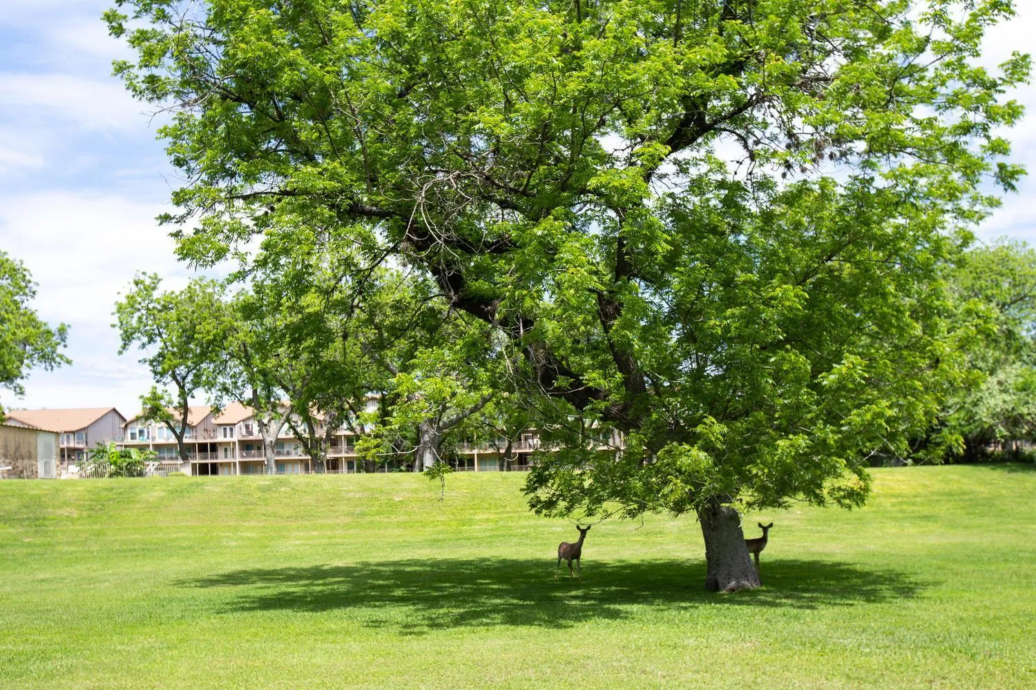 Other in River Relaxation WW A302