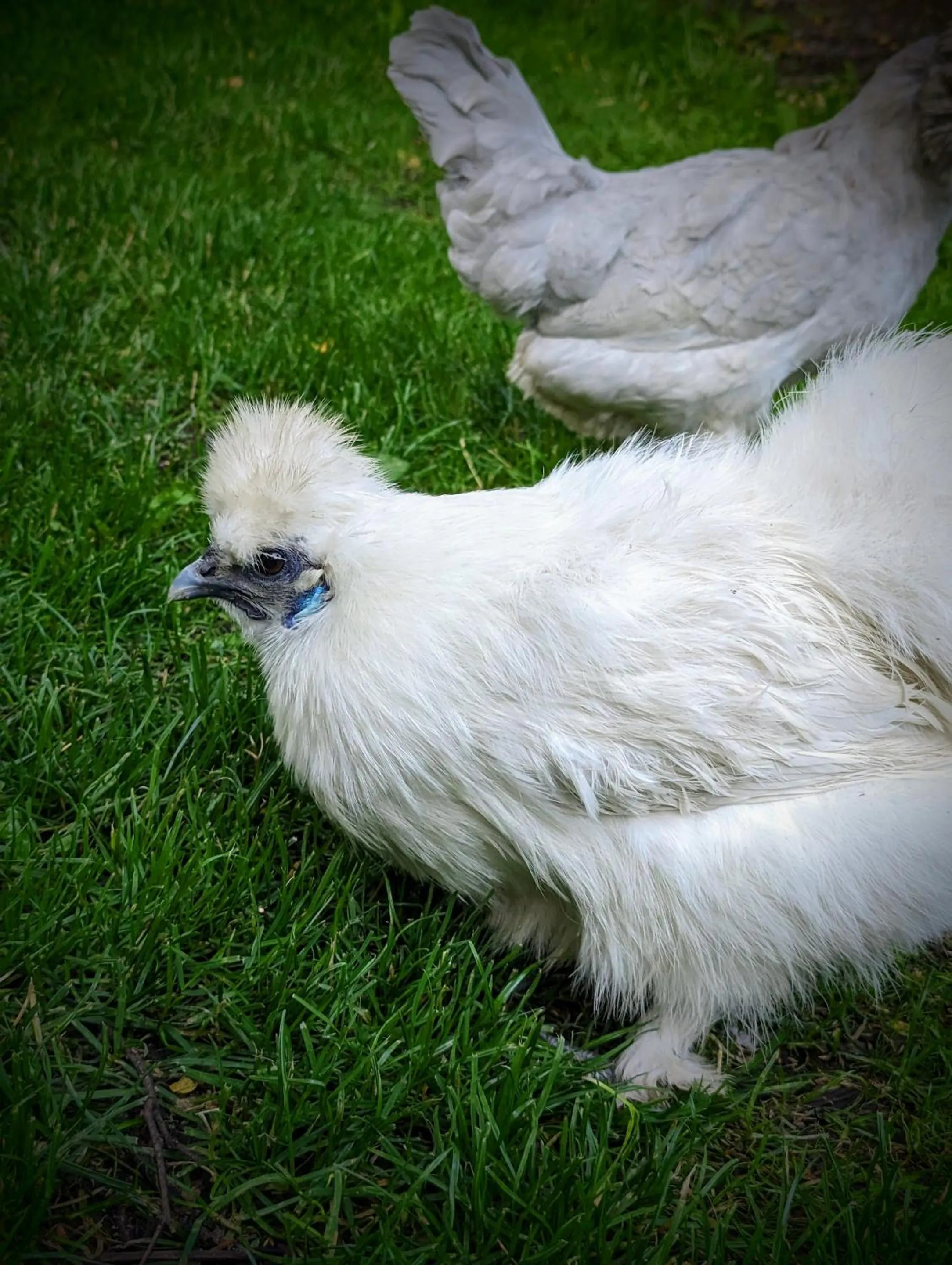 Garden in Auberge Saint Antoine