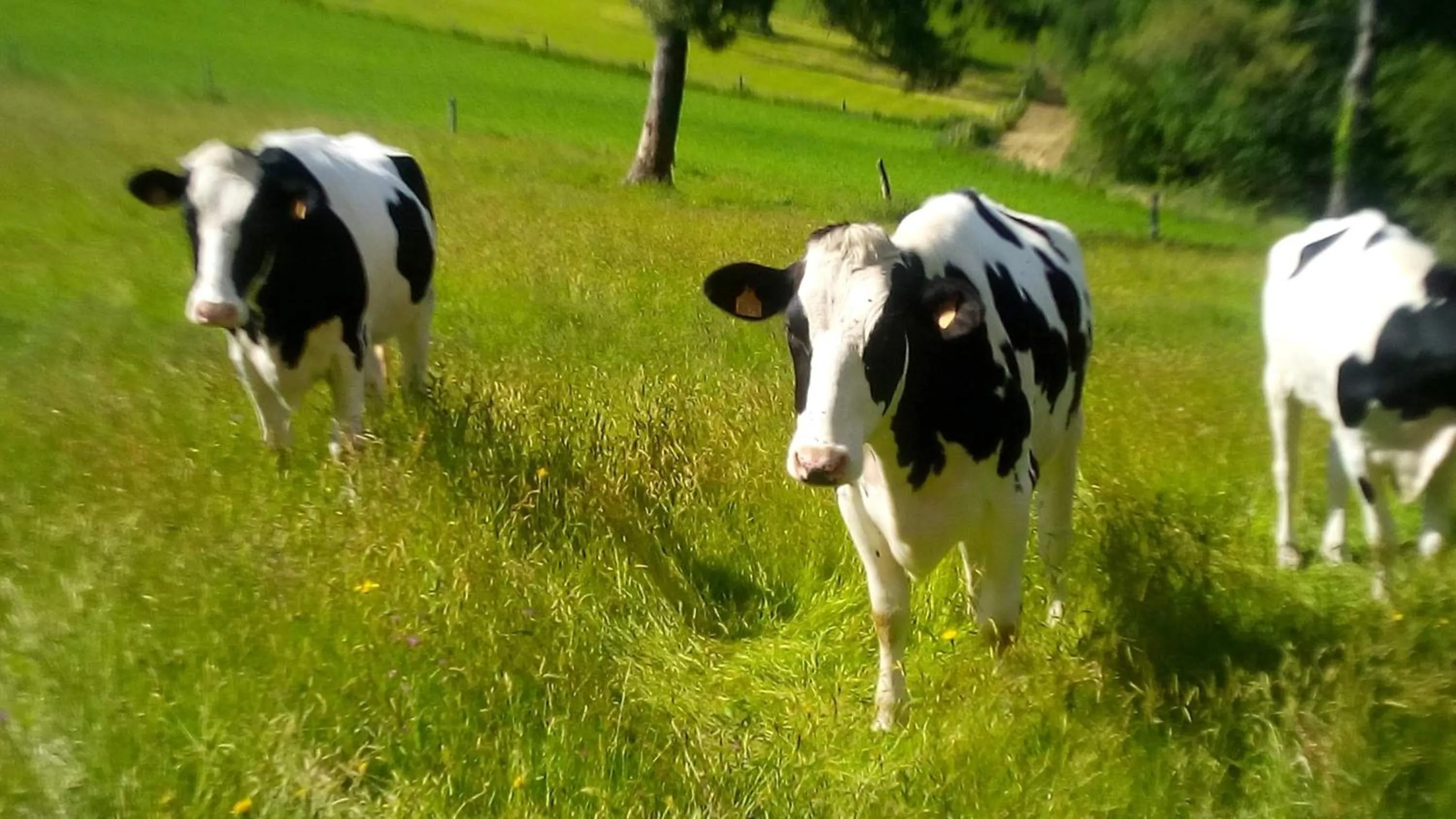 Animals in Hotel Rural Montesomao