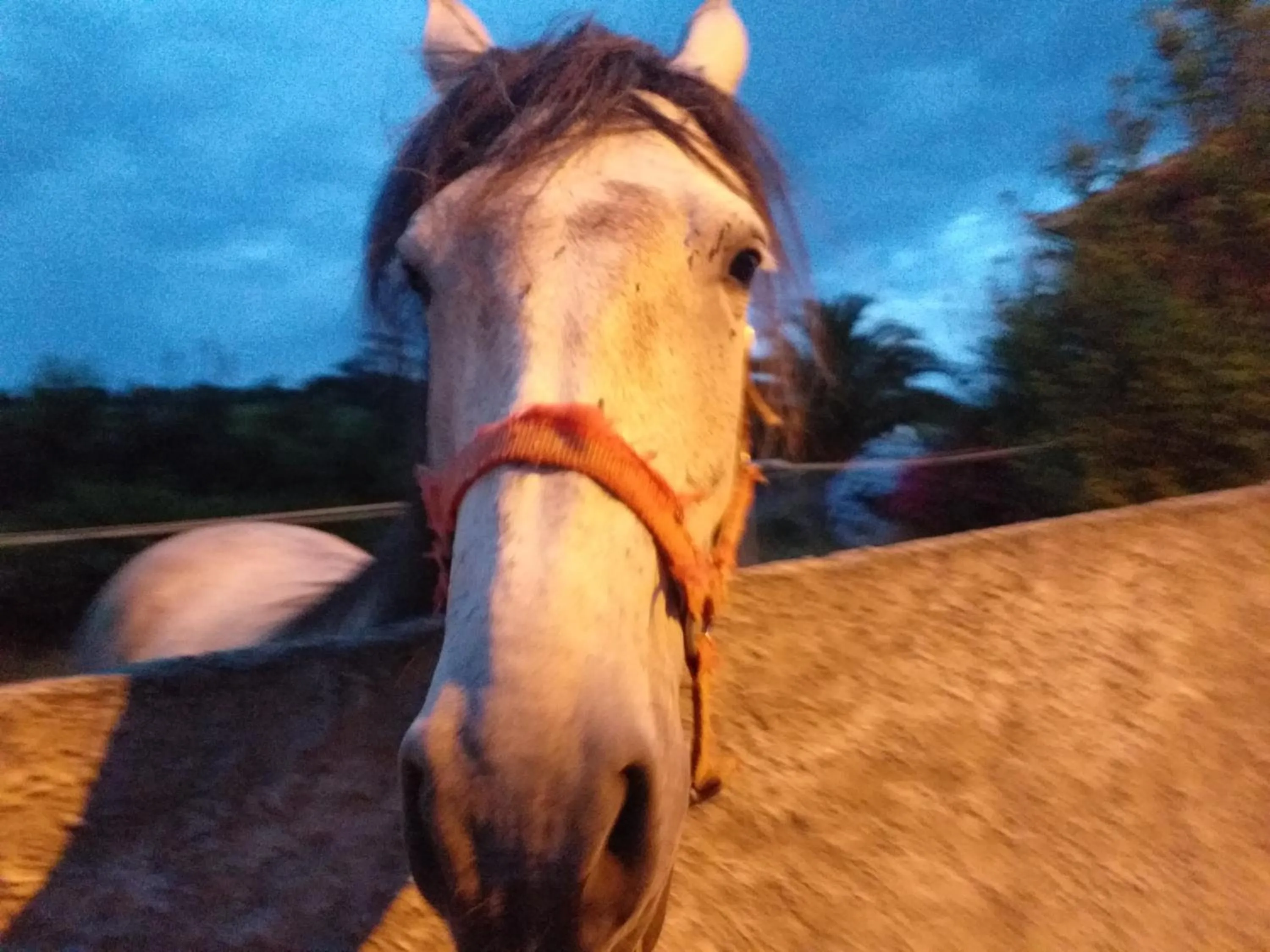 Animals in Hotel Rural Montesomao