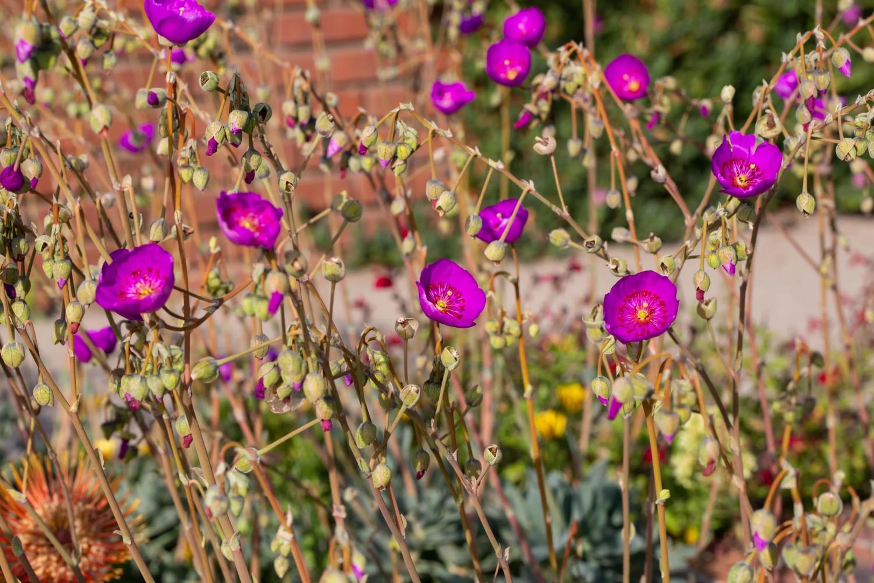 Garden in Overlooking Marina del Rey sailboats, is Green Ginger Playa Del Rey on the bluff,