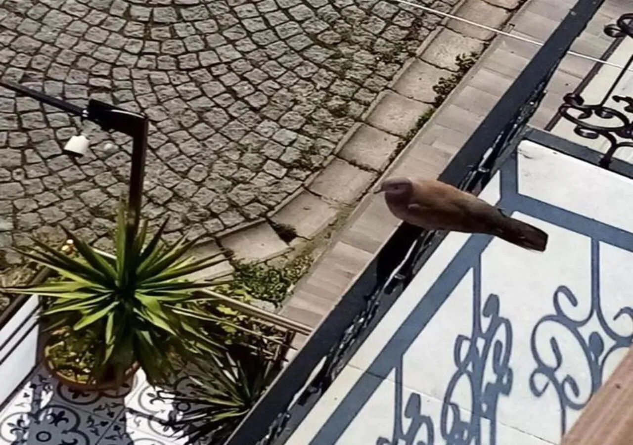 Billiard in sultanahmet musıc house