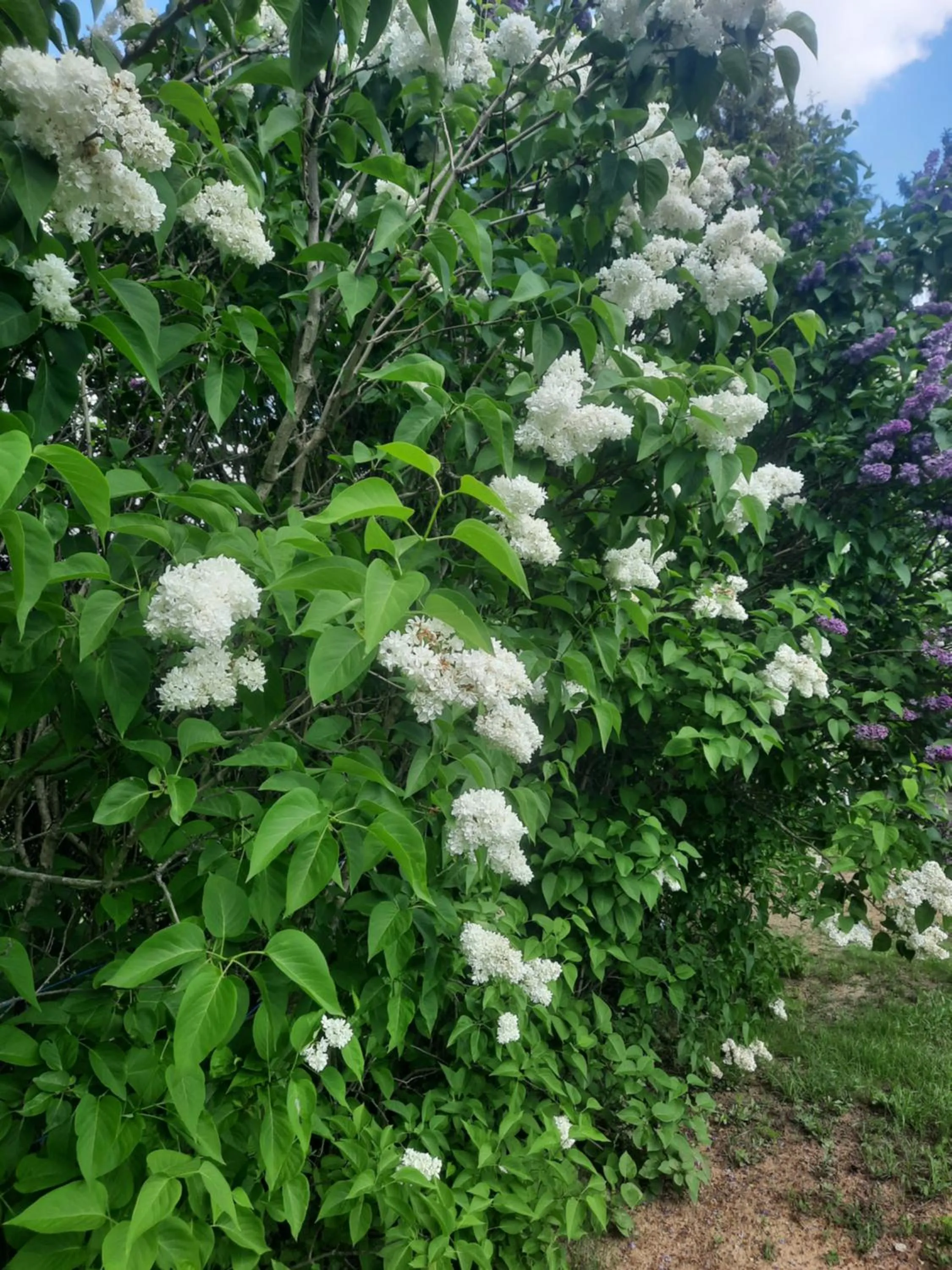 Spring in HELIOS Hotel Apartments