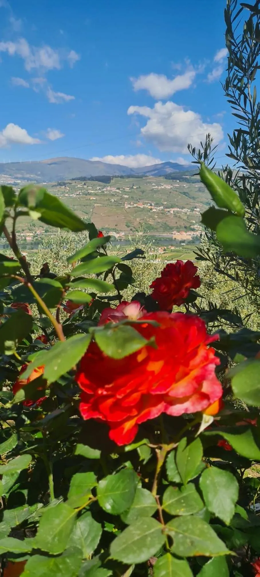 Spring in Golden Mirror