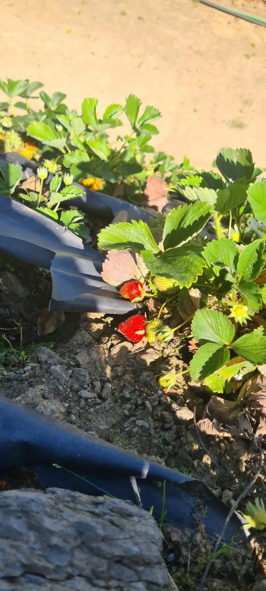 Spring in Golden Mirror