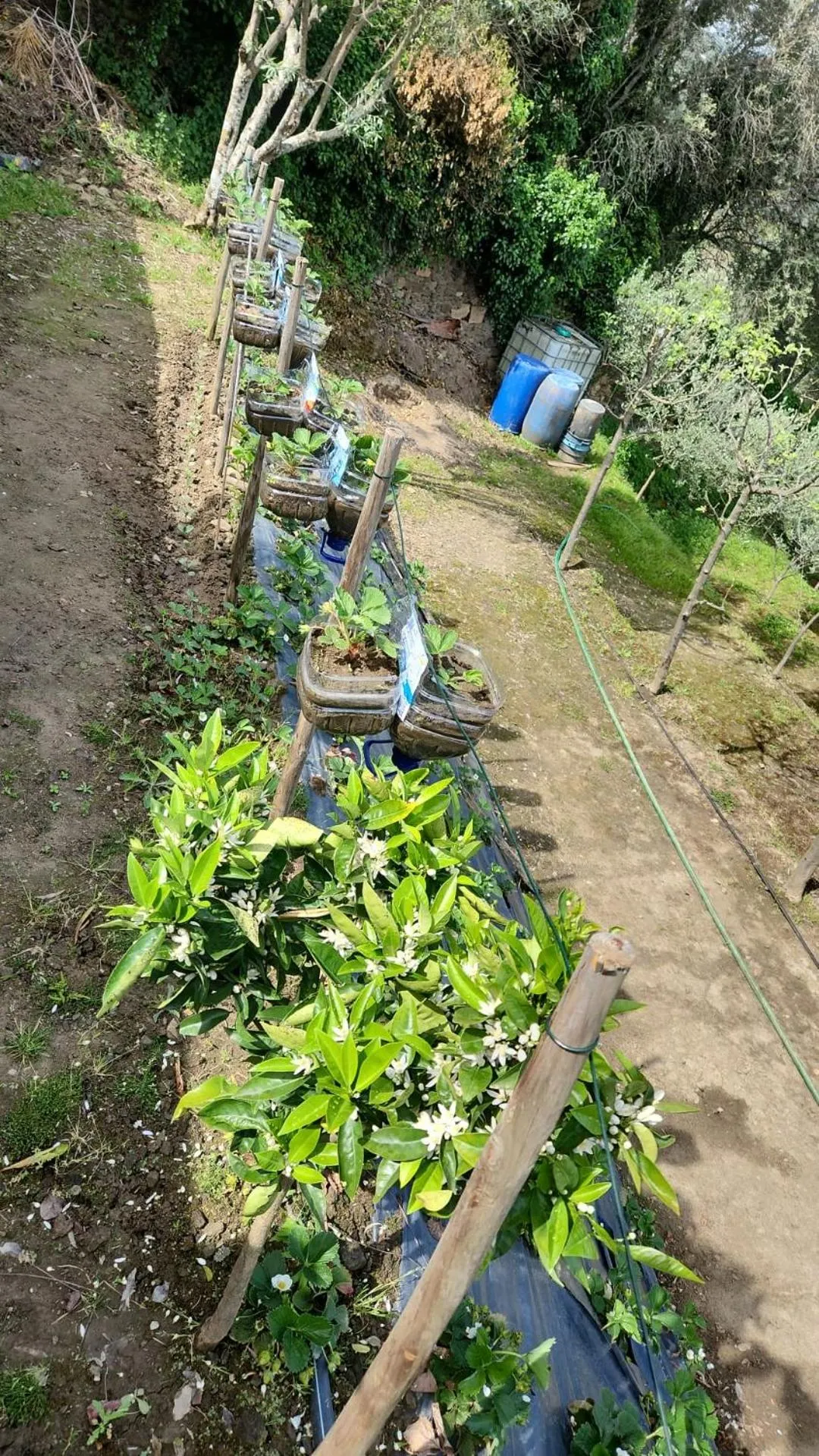 Spring in Golden Mirror