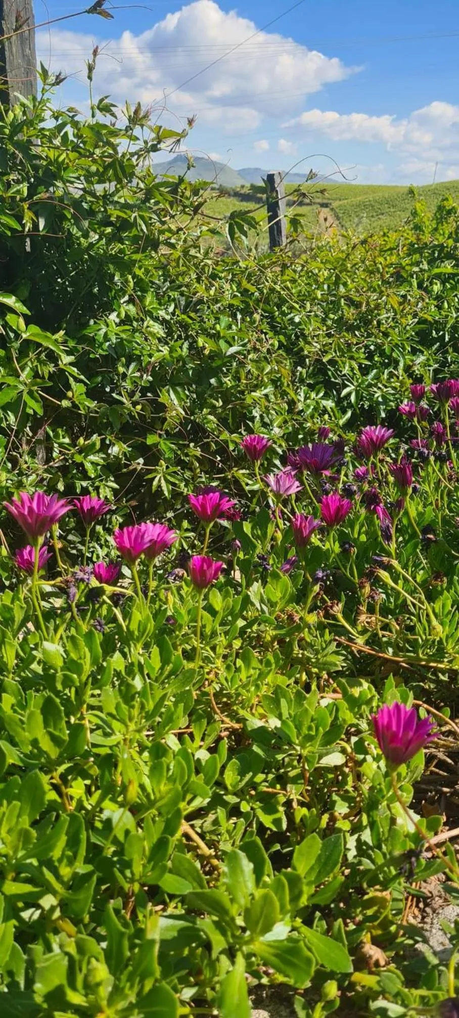 Spring in Golden Mirror