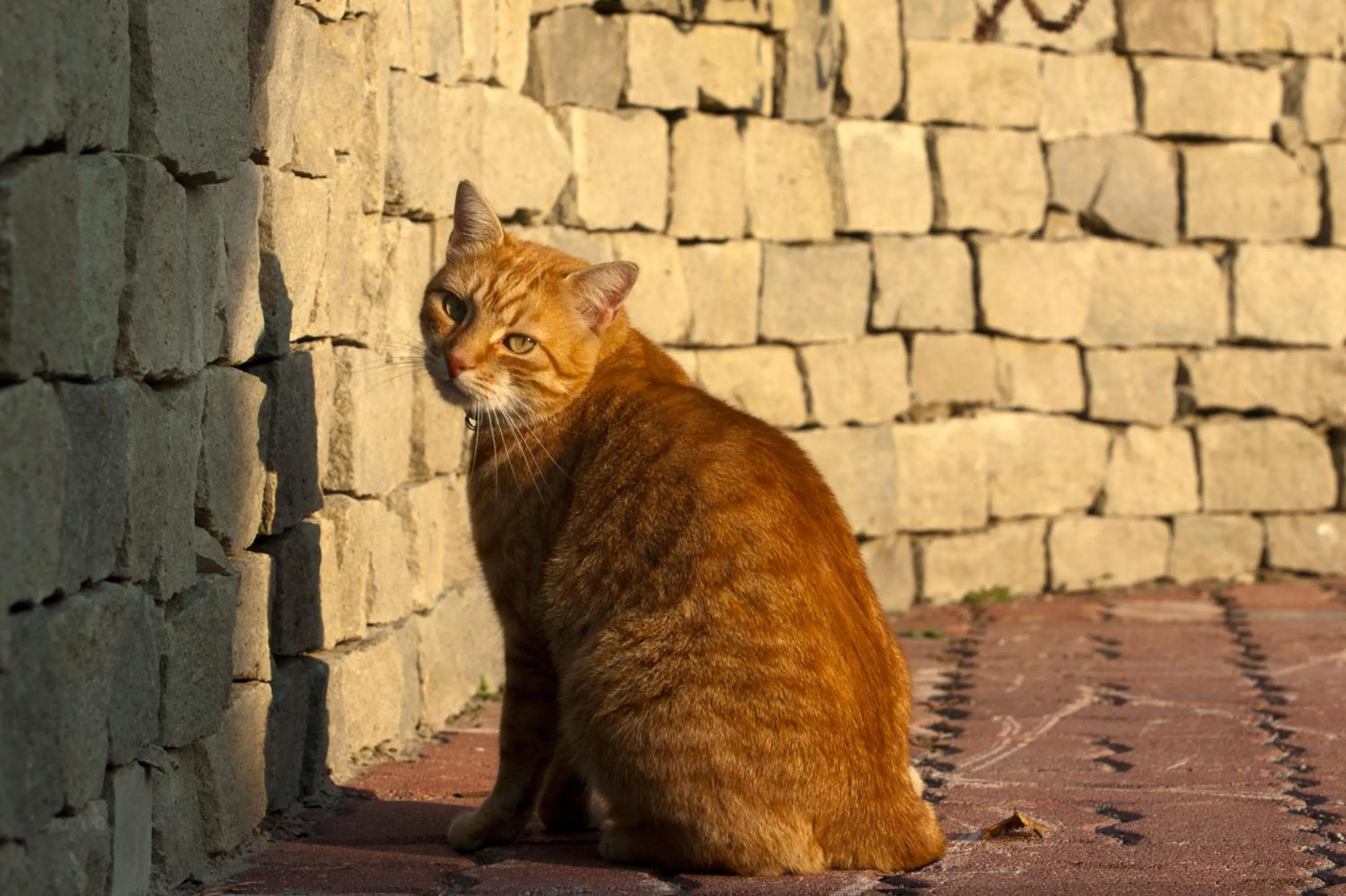 Animals in Szőnyi Garden Hotel Pest