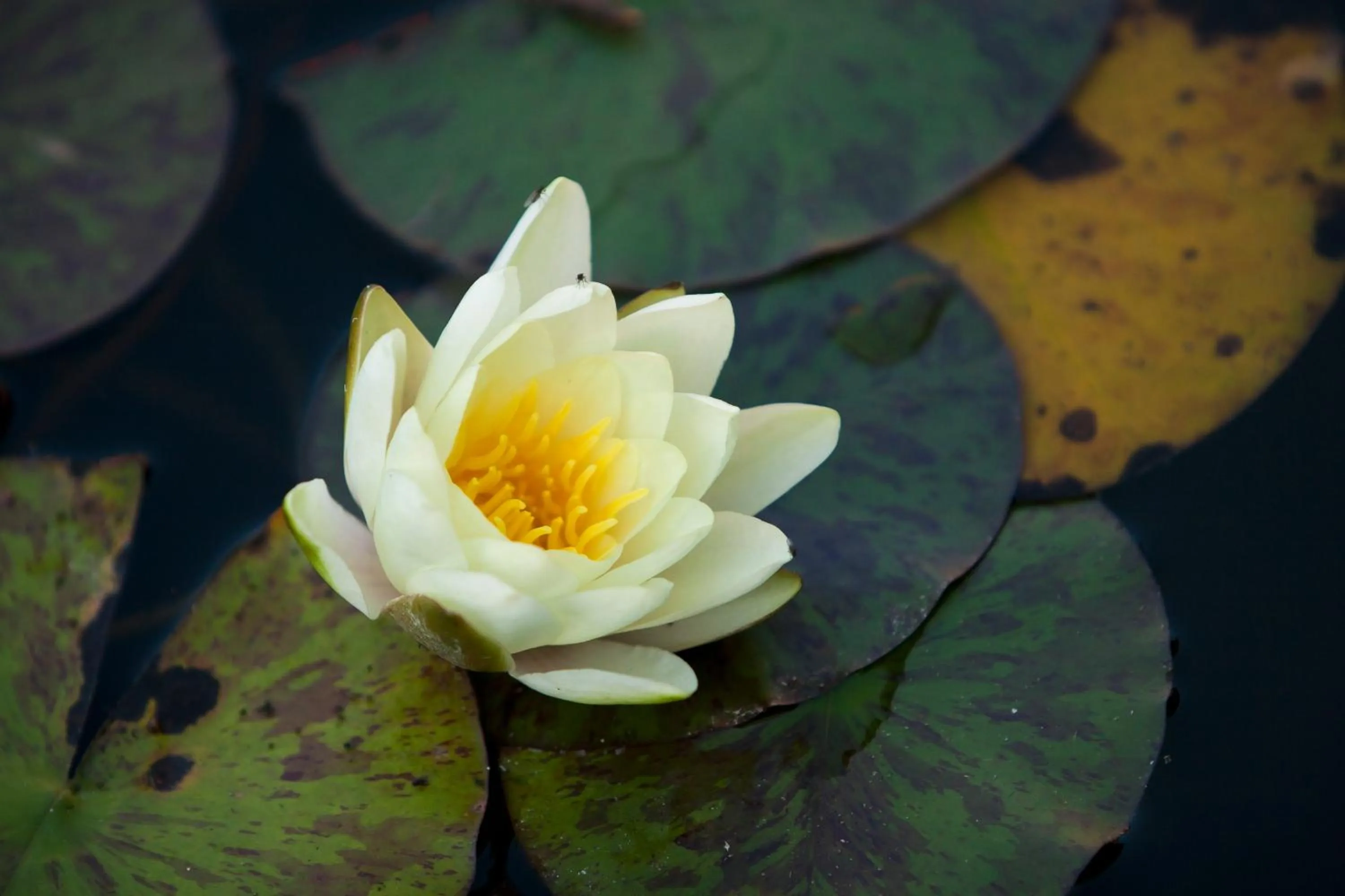 Summer in Szőnyi Garden Hotel Pest