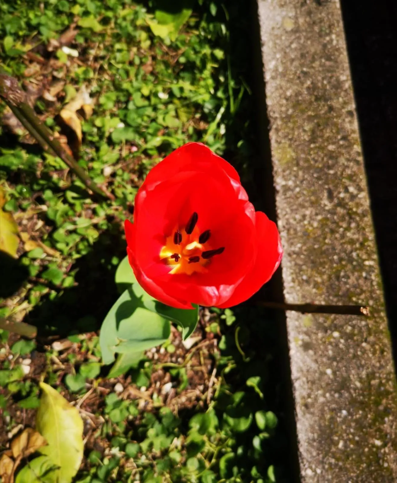 Spring in Tettoeletto Garden Bio