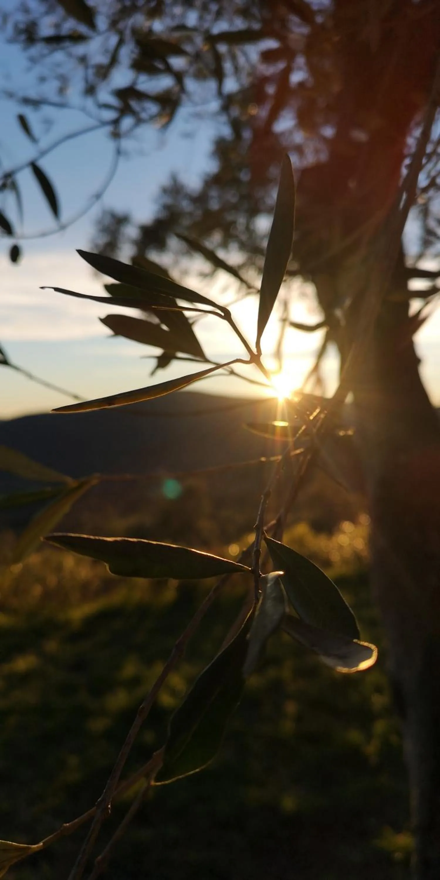 Sunset in Domaine des Chênes de la Galline