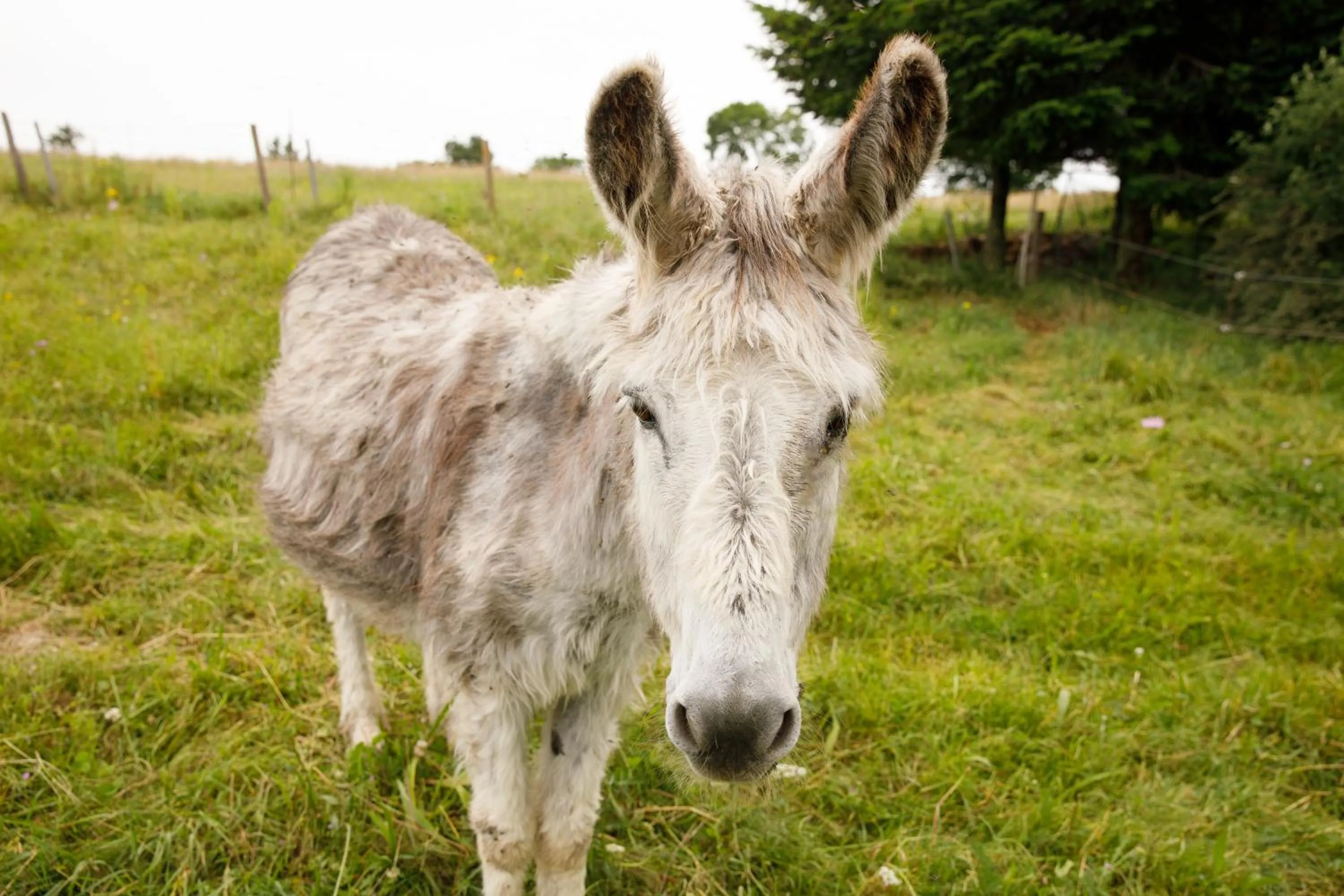 Pets in LE CLOS DU MOUY