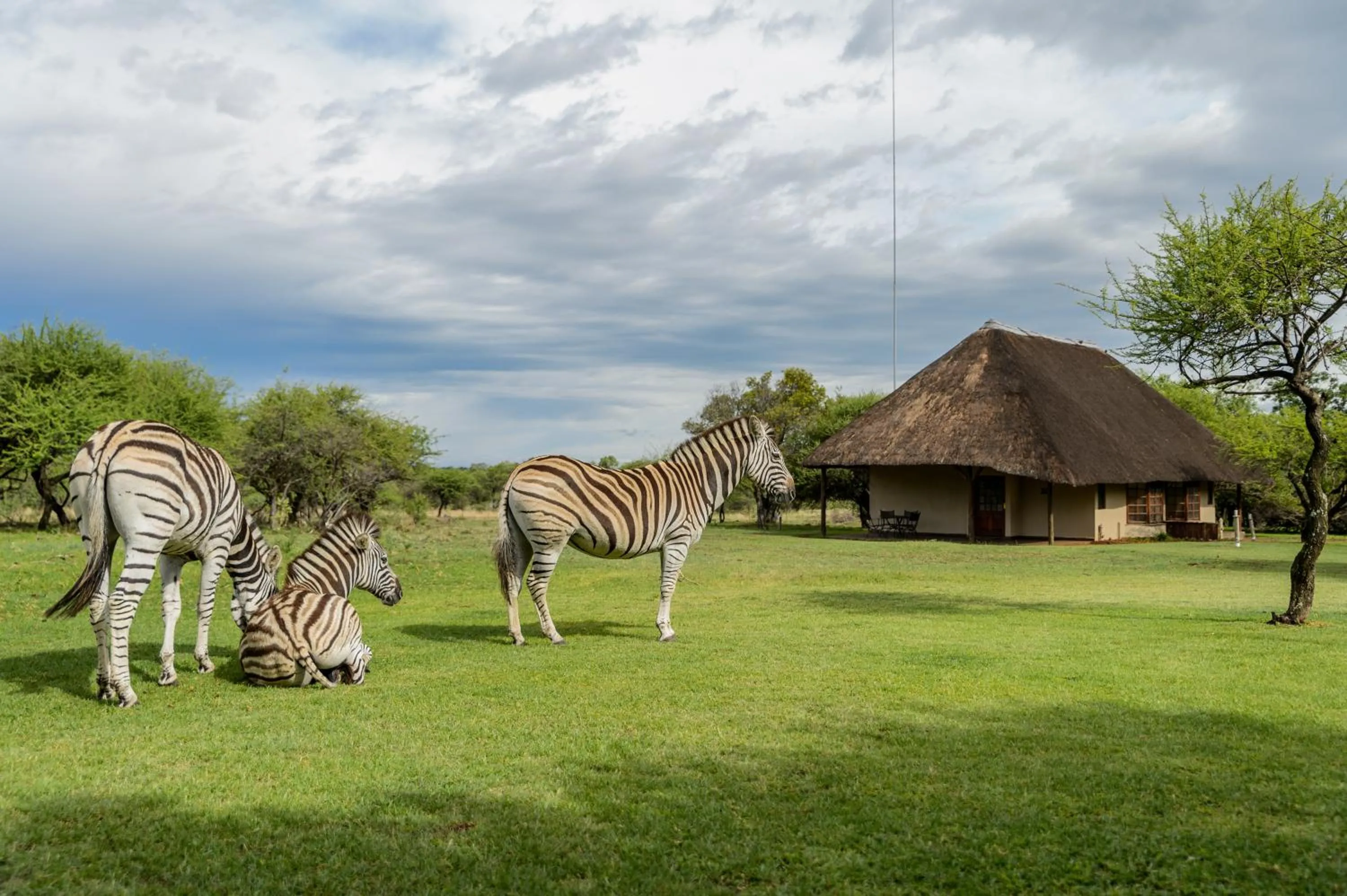 Animals in Mongena Private Game Lodge