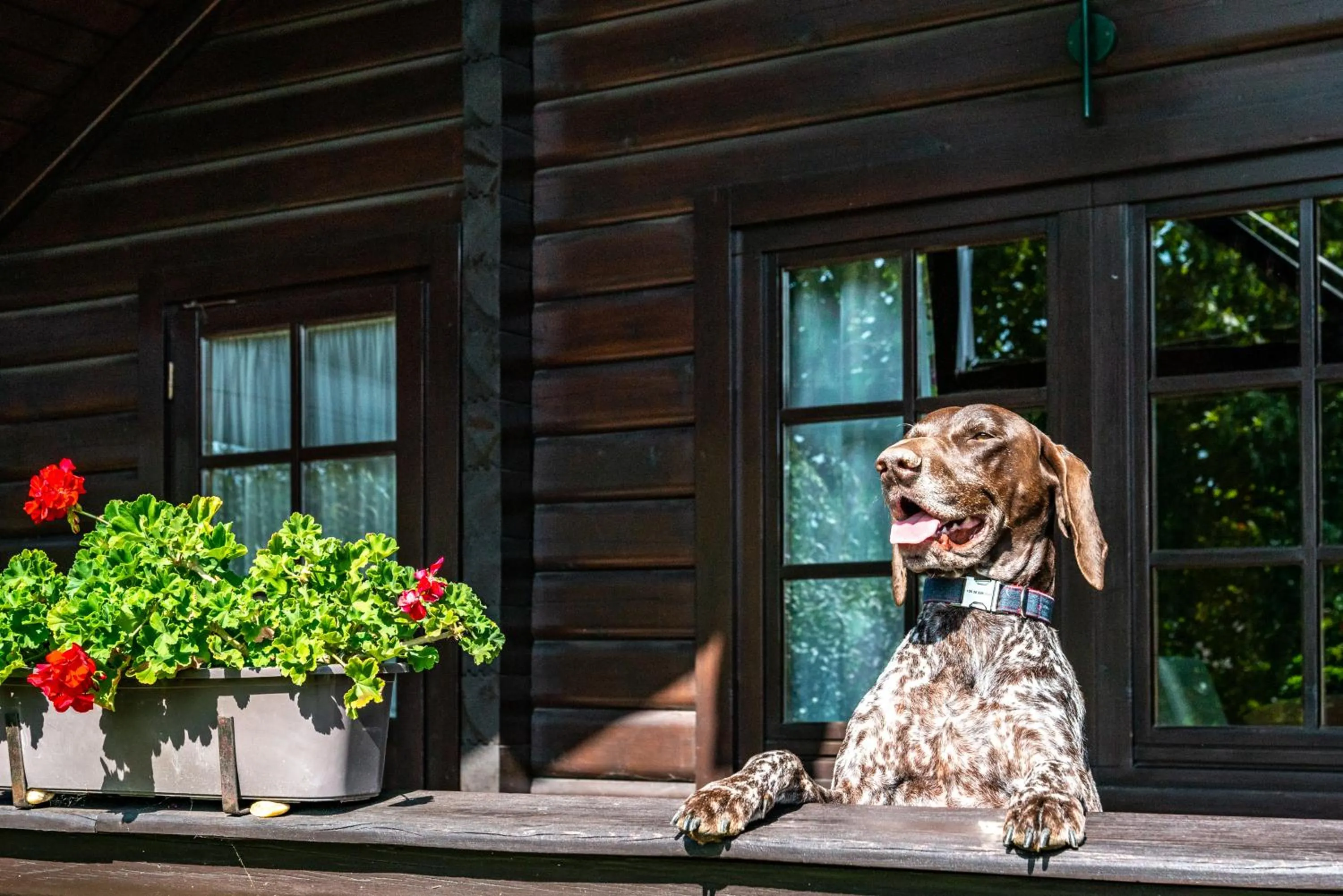Balcony/Terrace in Petneházy Aparthotel